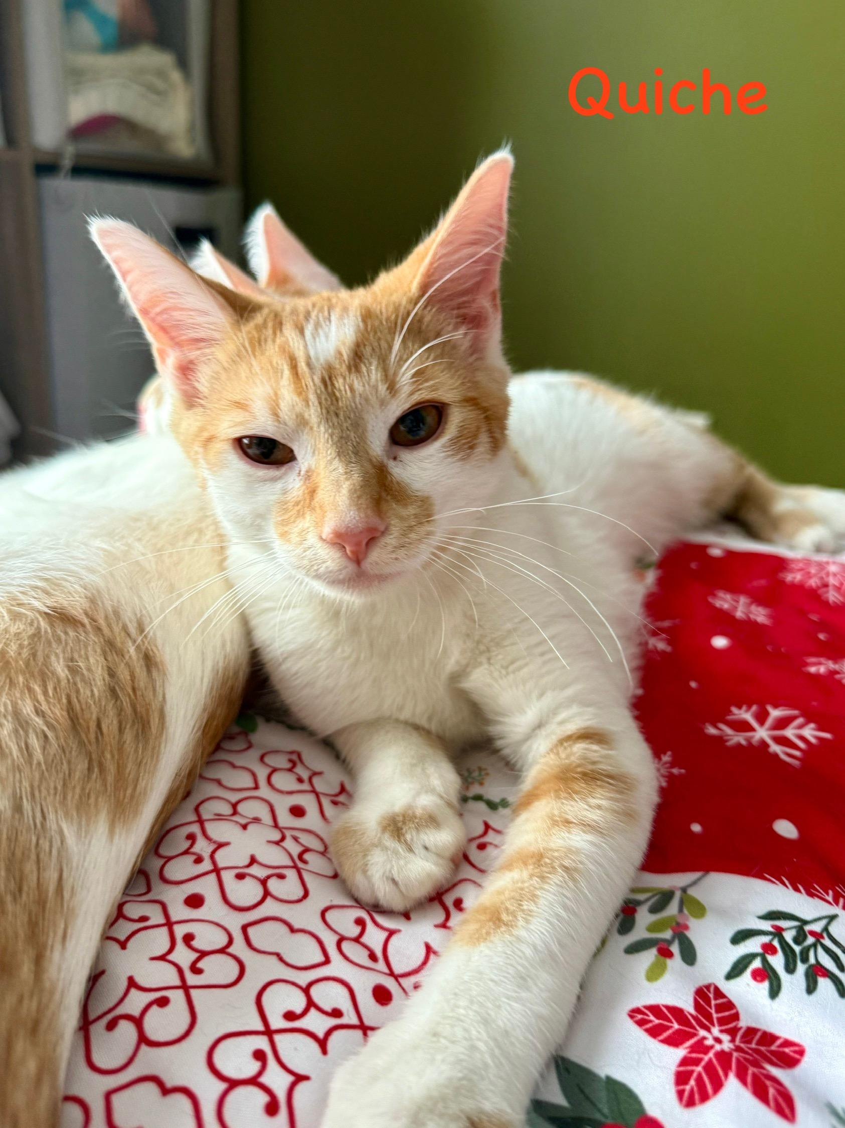 Enlarge Quiche, a Adoptable Domestic Short Hair in Lacona, NY image 1/3