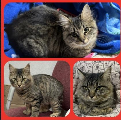 Dexter, Adoptable, Young Male Domestic Long Hair & Domestic Short Hair.