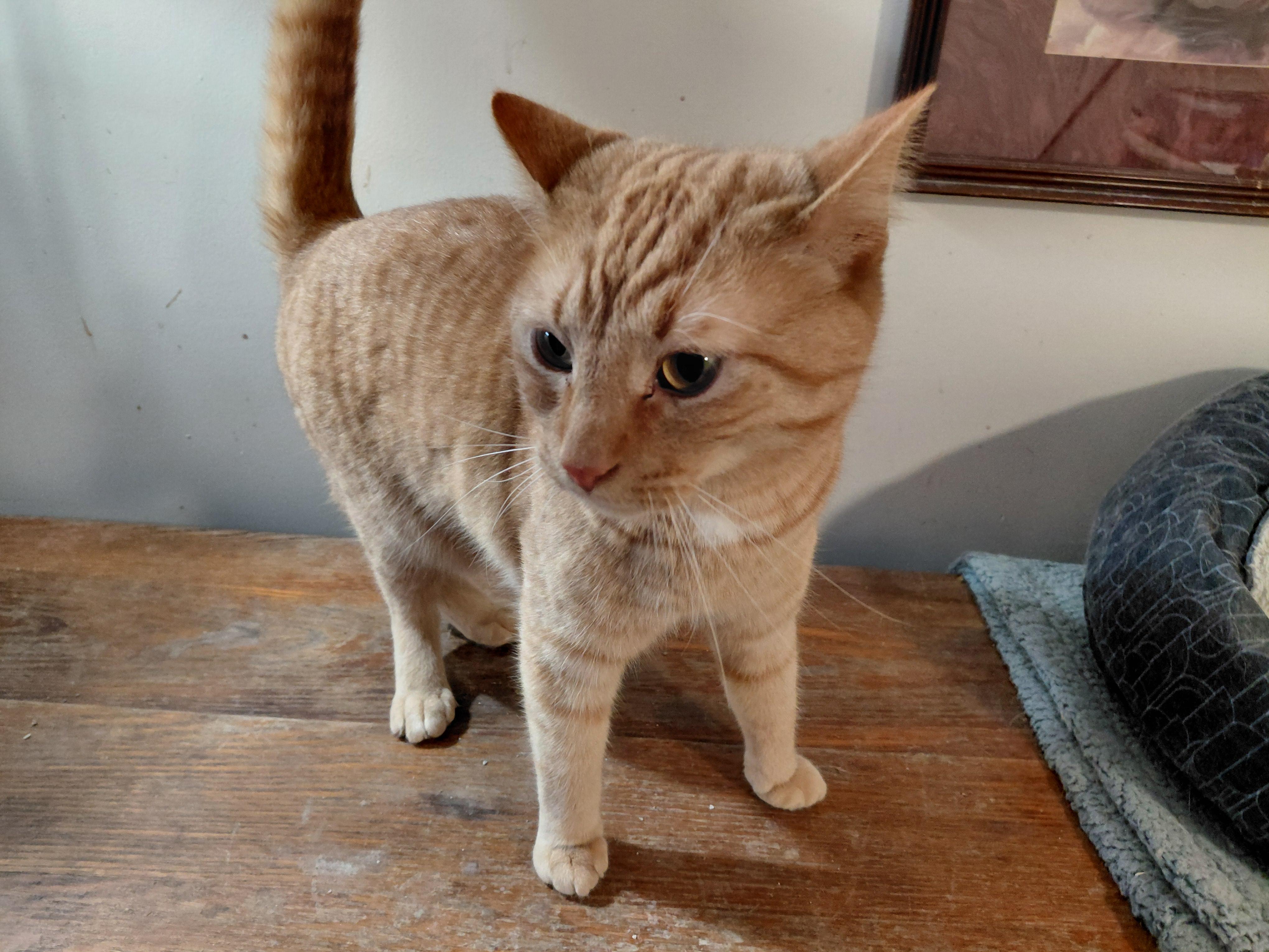Enlarge Frankie, a ADOPTABLE Domestic Short Hair in Louisville, KY image 1/3