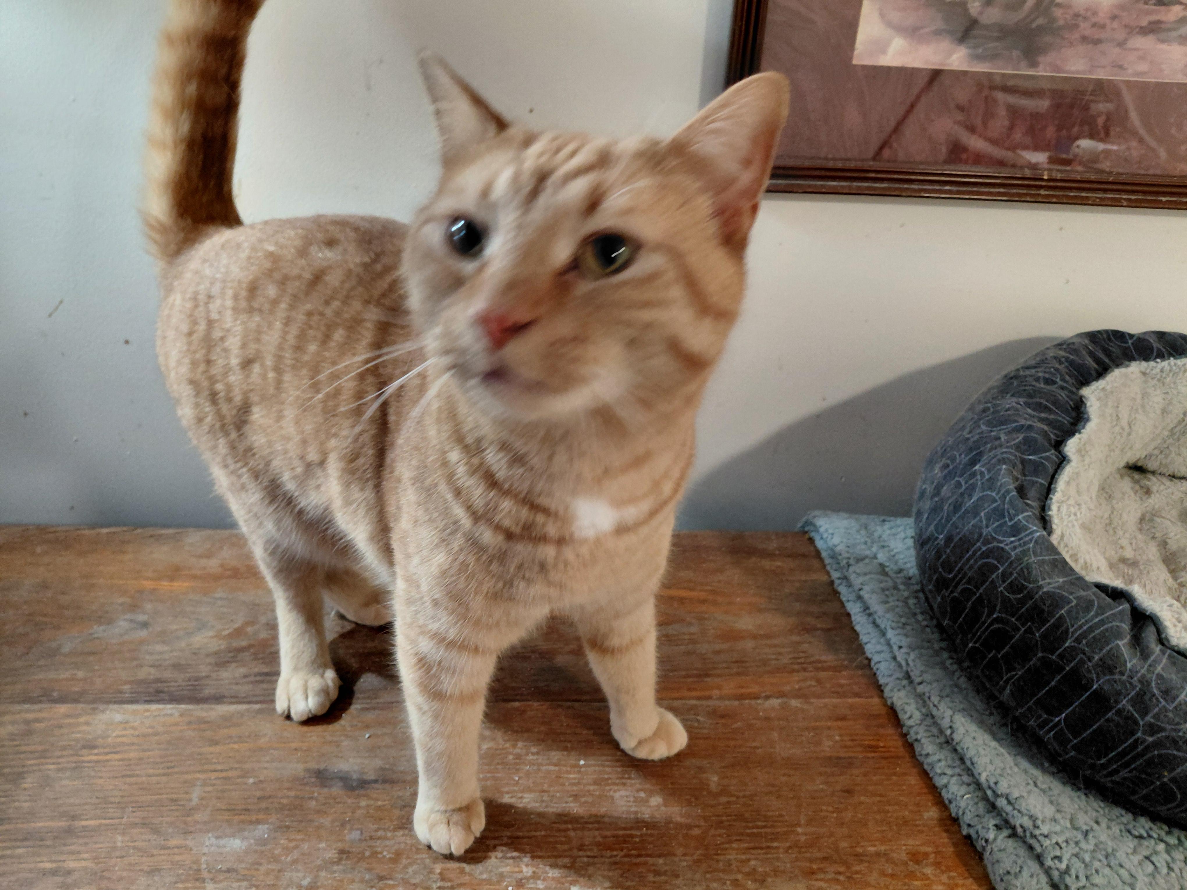 Enlarge Frankie, a ADOPTABLE Domestic Short Hair in Louisville, KY image 3/3