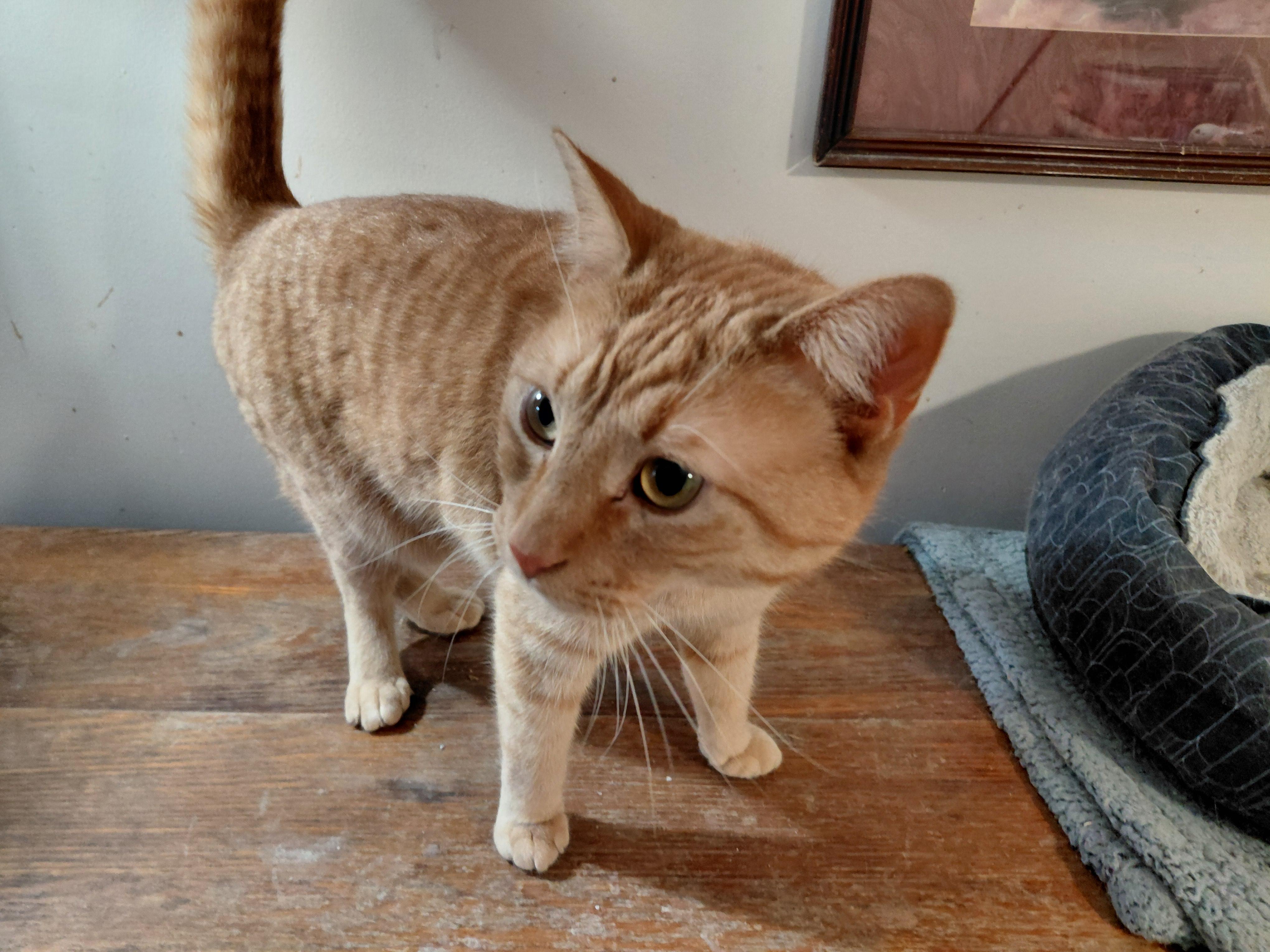 Enlarge Frankie, a ADOPTABLE Domestic Short Hair in Louisville, KY image 2/3