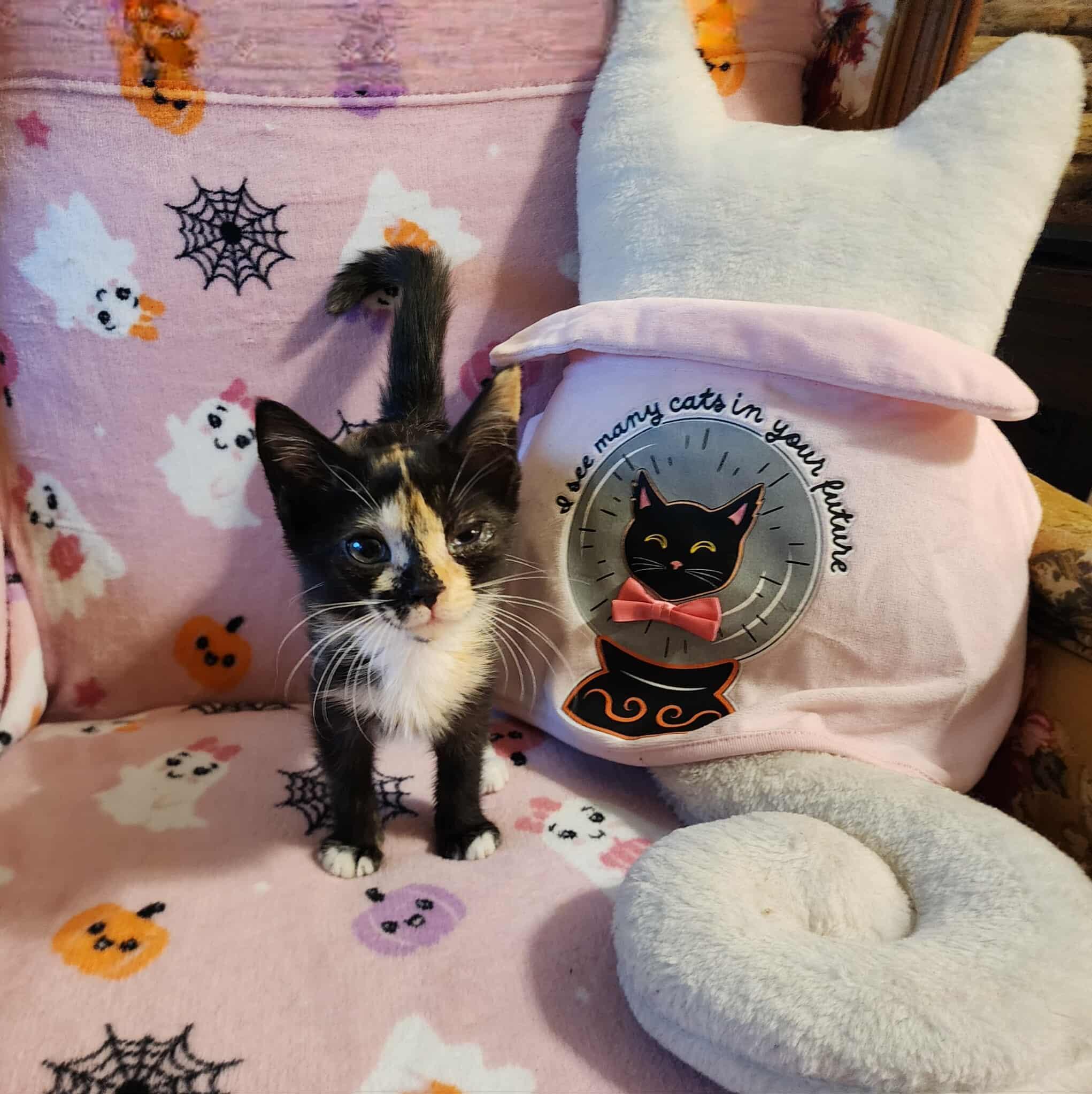 Leia, Adopted, Kitten Female Domestic Short Hair.