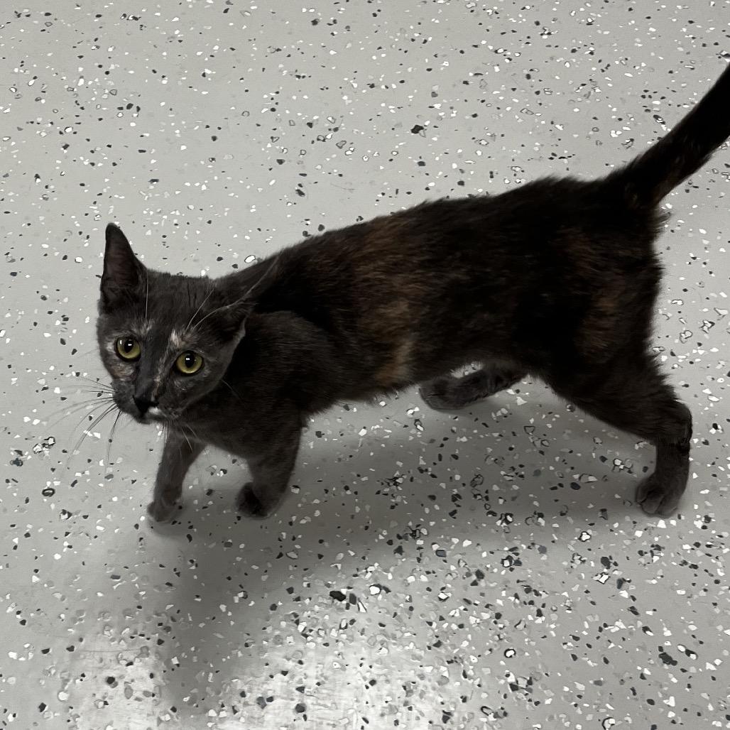 Enlarge Athena, a Adoptable Domestic Short Hair in Yucca Valley, CA image 1/6