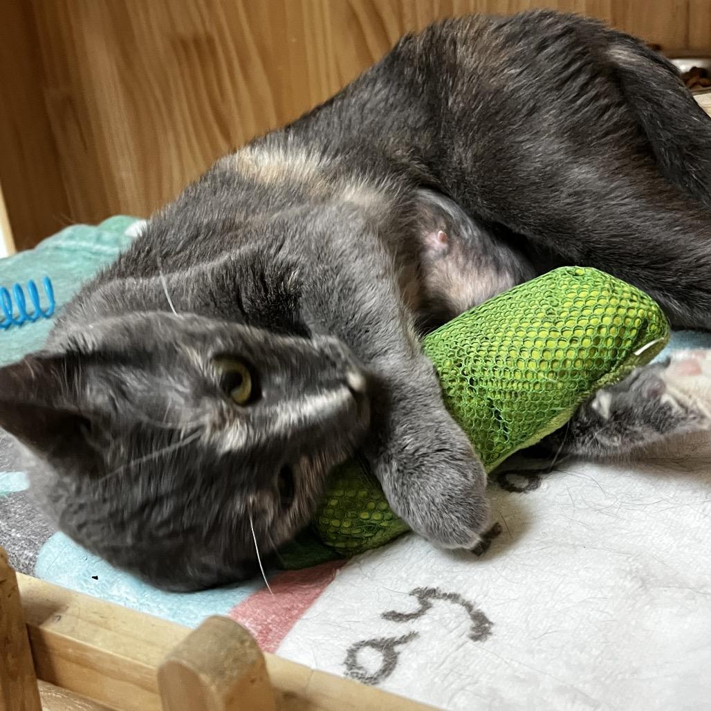 Enlarge Athena, a Adoptable Domestic Short Hair in Yucca Valley, CA image 2/6