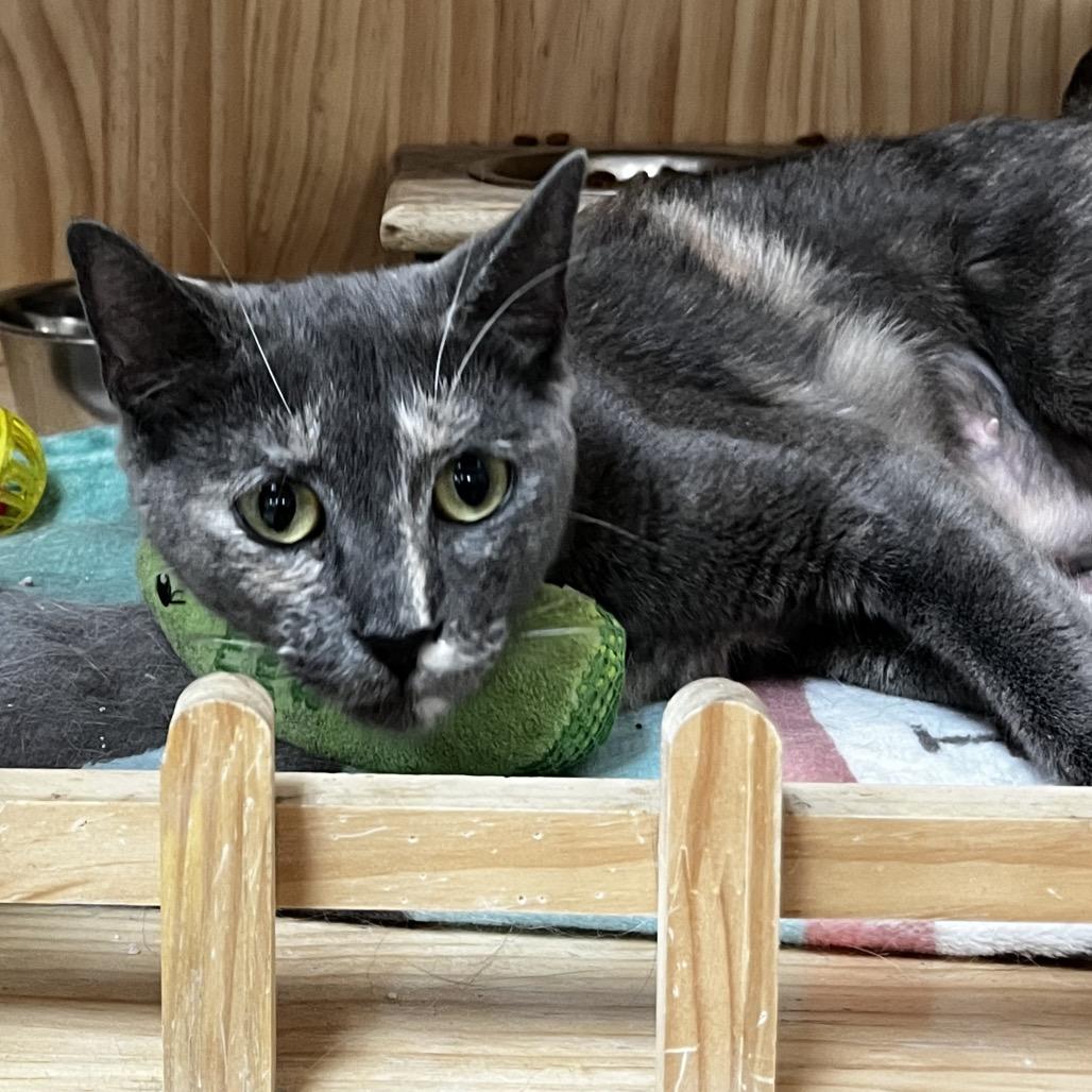 Enlarge Athena, a Adoptable Domestic Short Hair in Yucca Valley, CA image 3/6