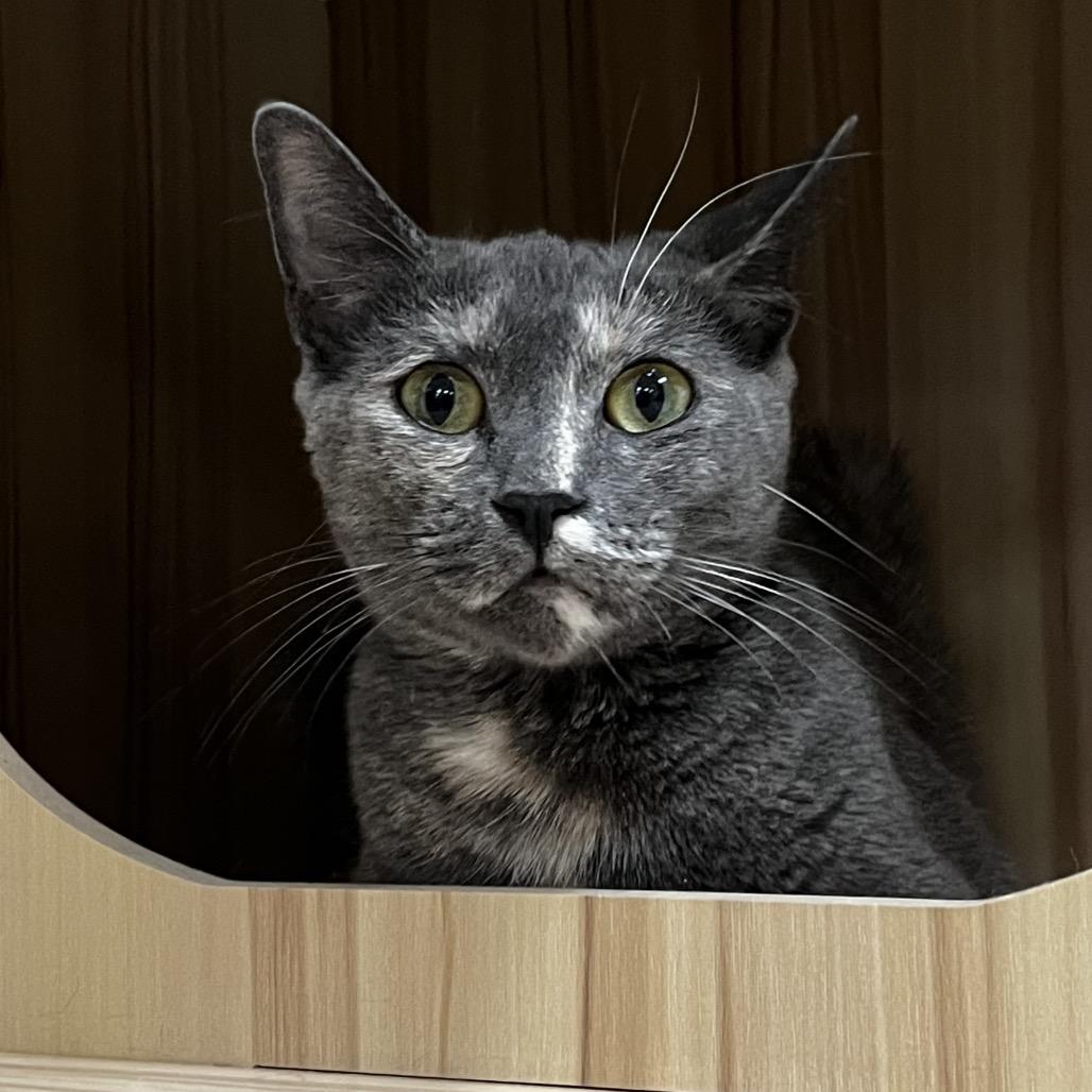 Enlarge Athena, a Adoptable Domestic Short Hair in Yucca Valley, CA image 4/6
