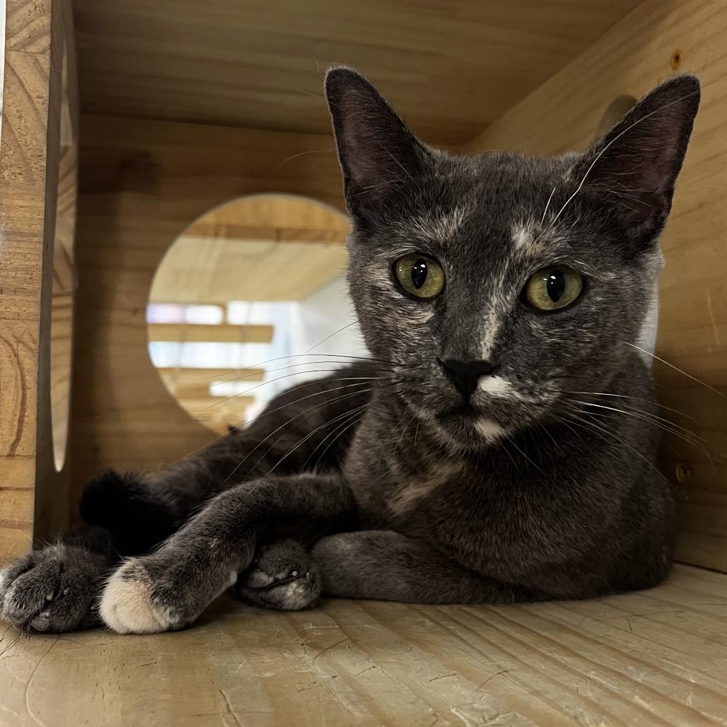 Enlarge Athena, a Adoptable Domestic Short Hair in Yucca Valley, CA image 5/6