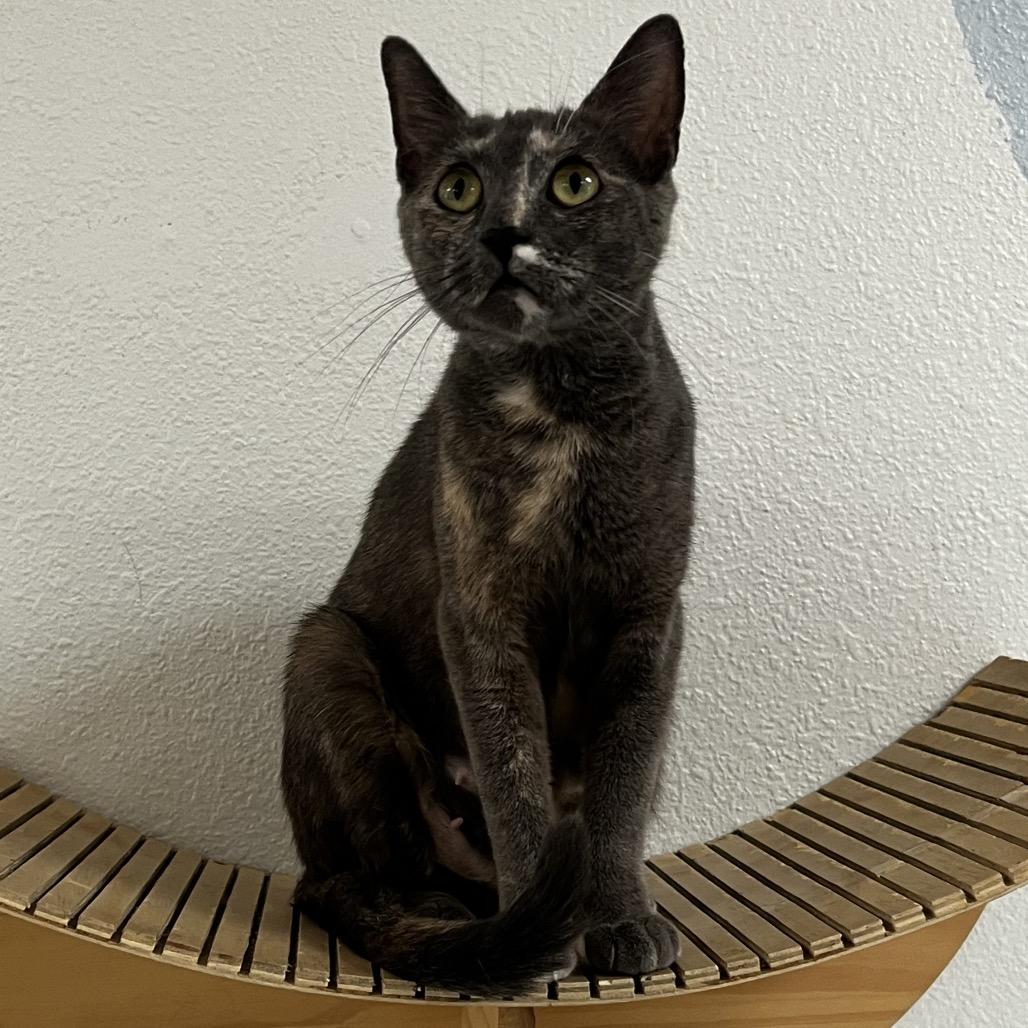 Enlarge Athena, a Adoptable Domestic Short Hair in Yucca Valley, CA image 6/6