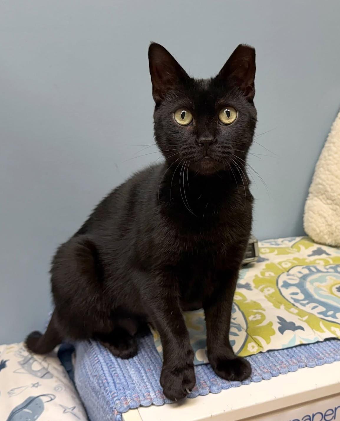Enlarge Tourmaline, a Adoptable Domestic Short Hair in Norwalk, CT image 2/3