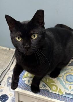 Enlarge Tourmaline, a Adoptable Domestic Short Hair in Norwalk, CT image 3/3