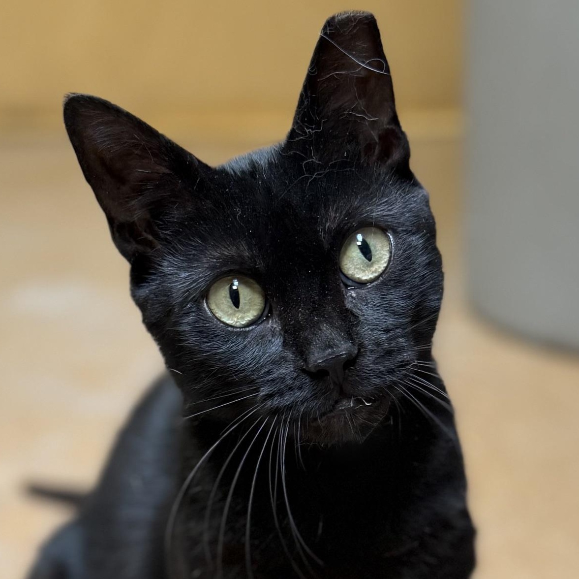 Enlarge Tourmaline, a Adoptable Domestic Short Hair in Norwalk, CT image 1/3