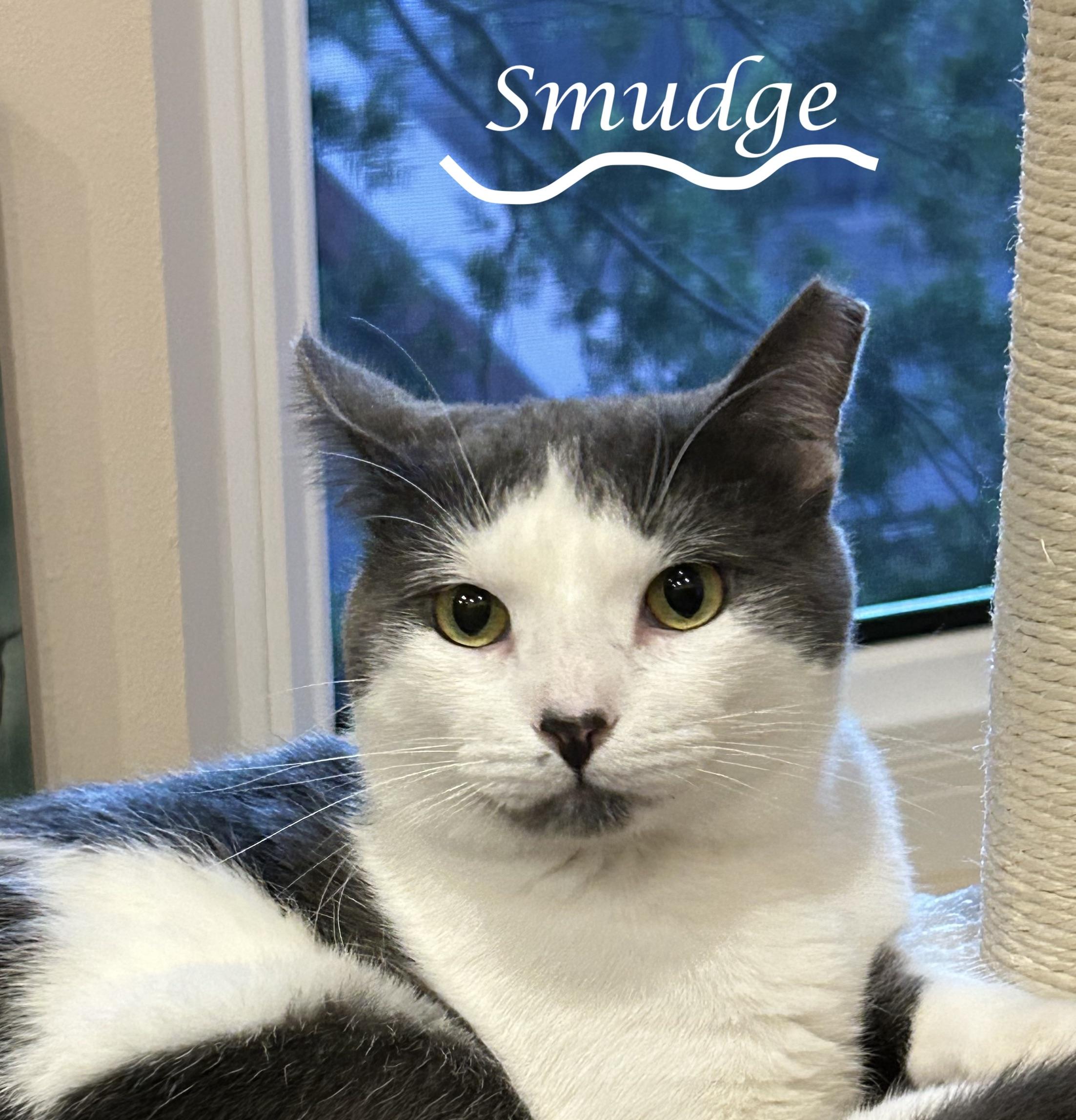 SMUDGE, ADOPTABLE, Adult Male Domestic Short Hair.