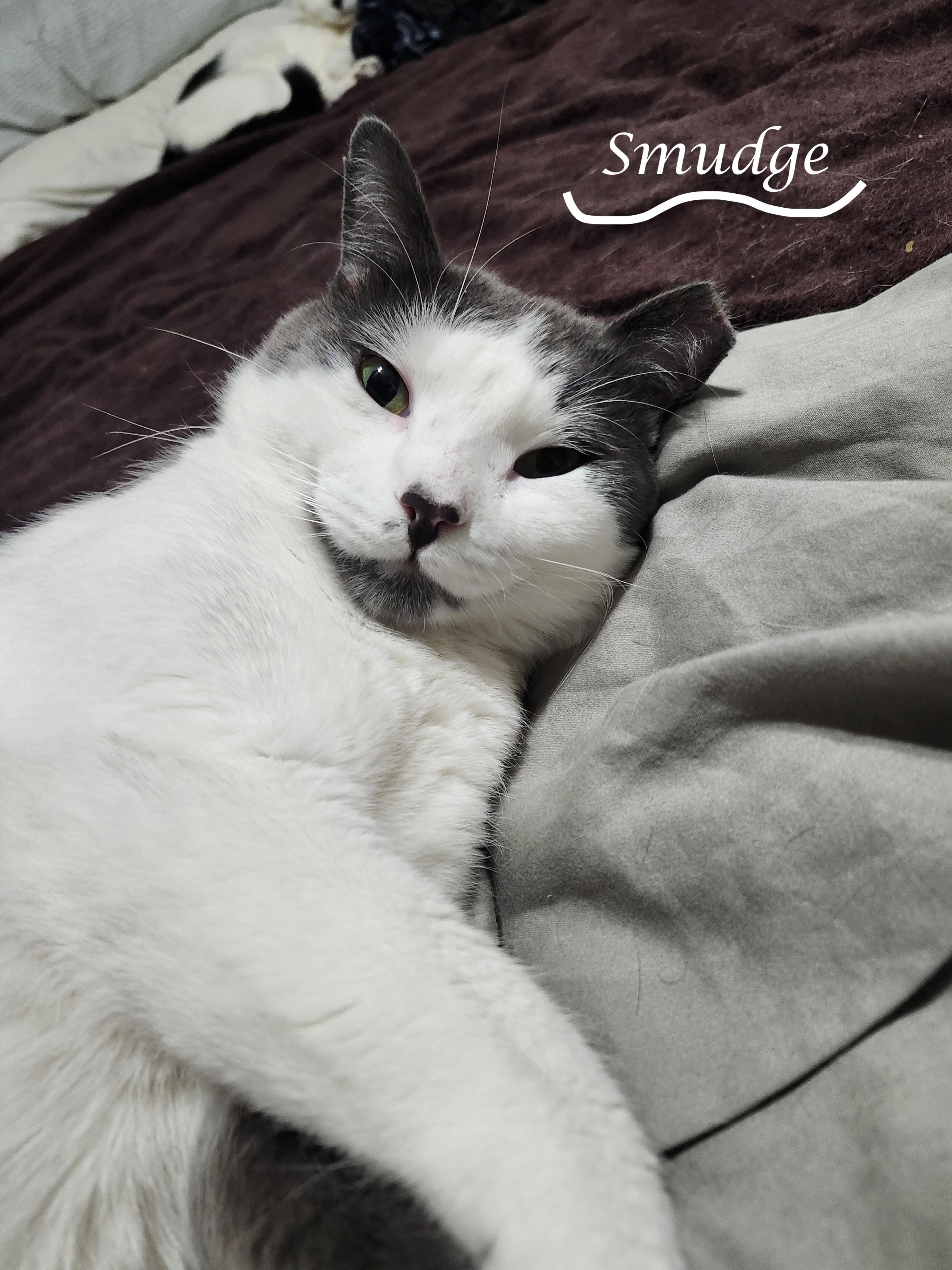 Enlarge SMUDGE, a ADOPTABLE Domestic Short Hair in Monrovia, CA image 4/4
