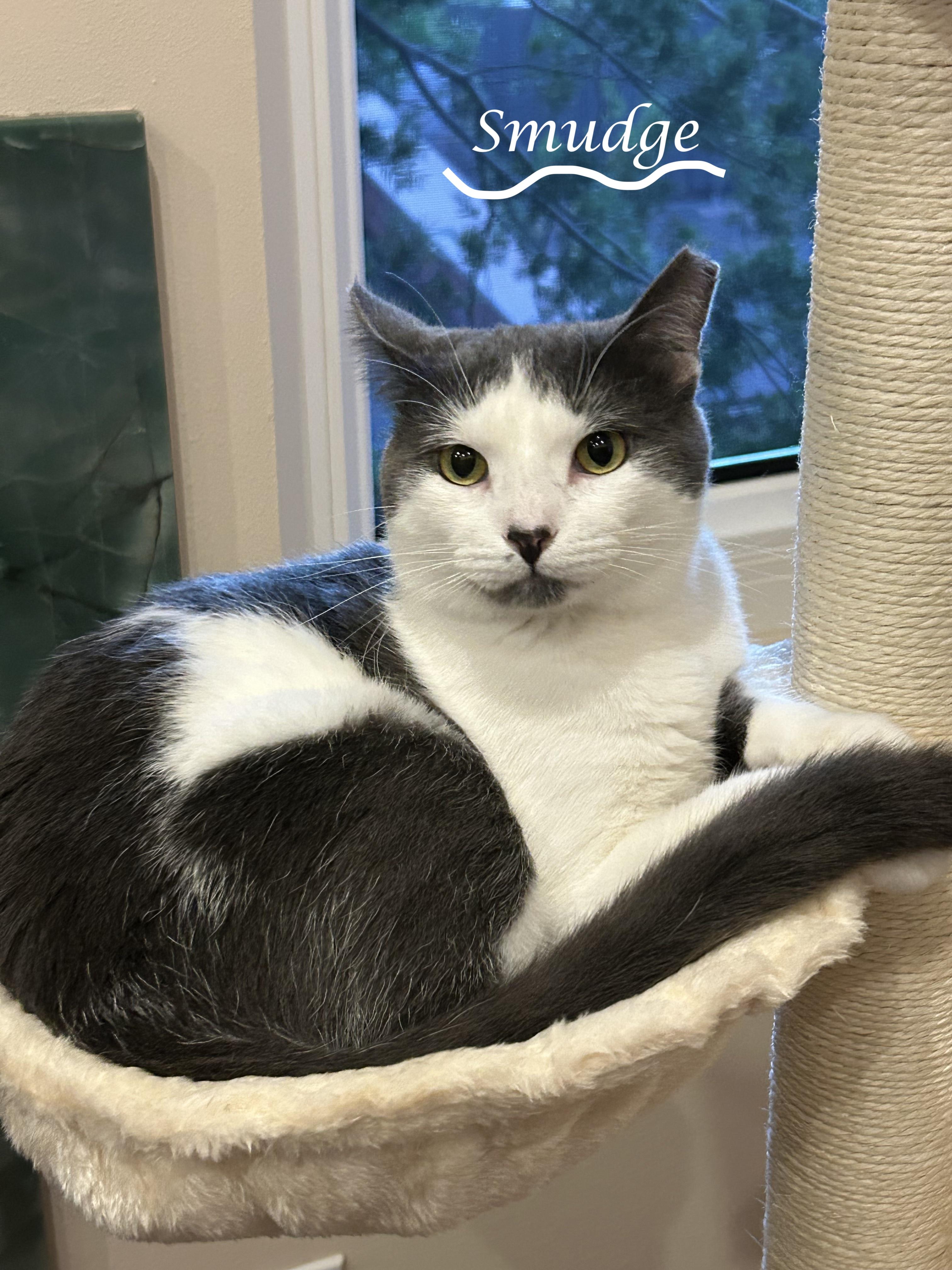 Enlarge SMUDGE, a ADOPTABLE Domestic Short Hair in Monrovia, CA image 2/4