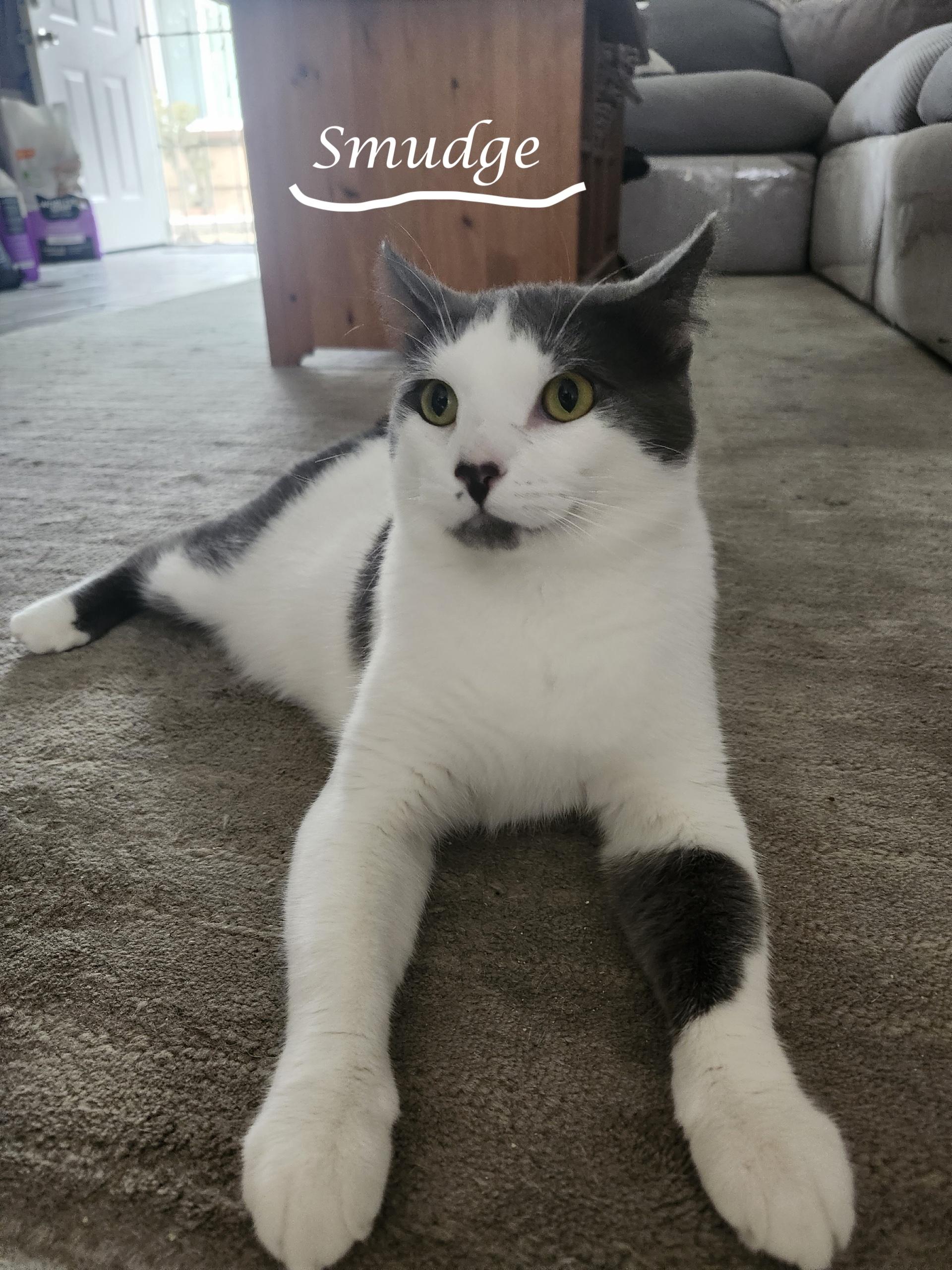 Enlarge SMUDGE, a ADOPTABLE Domestic Short Hair in Monrovia, CA image 3/4