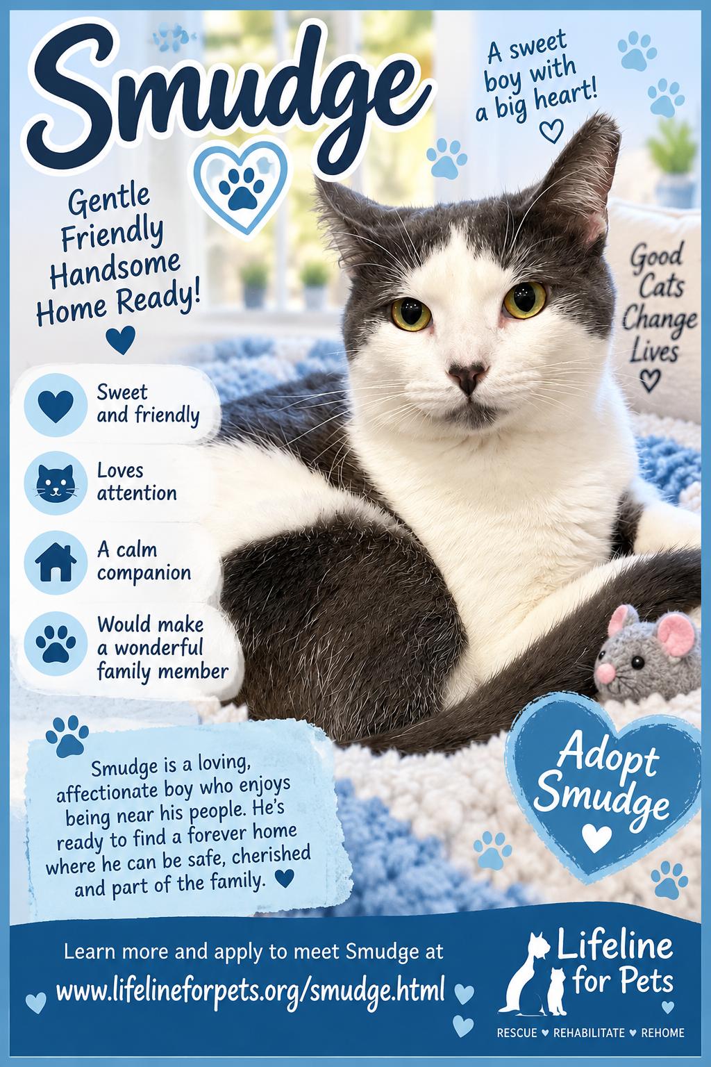 SMUDGE-a total sweetheart, ADOPTABLE, Adult Male Domestic Short Hair.
