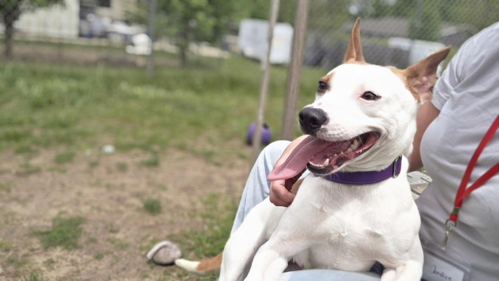 Trick, a Adoptable mixed breed in Kalamazoo, MI image 1/3