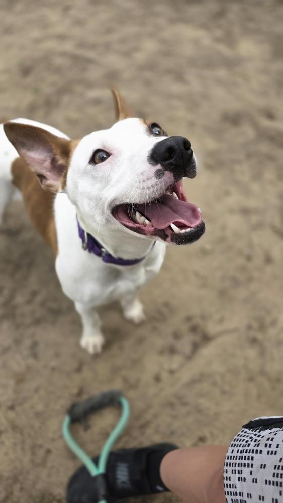 Trick, a Adoptable mixed breed in Kalamazoo, MI image 2/3