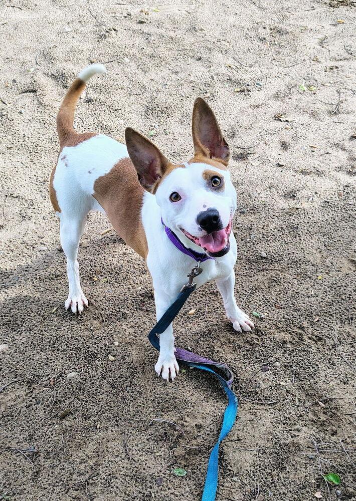 Trick, a Adoptable mixed breed in Kalamazoo, MI image 3/3