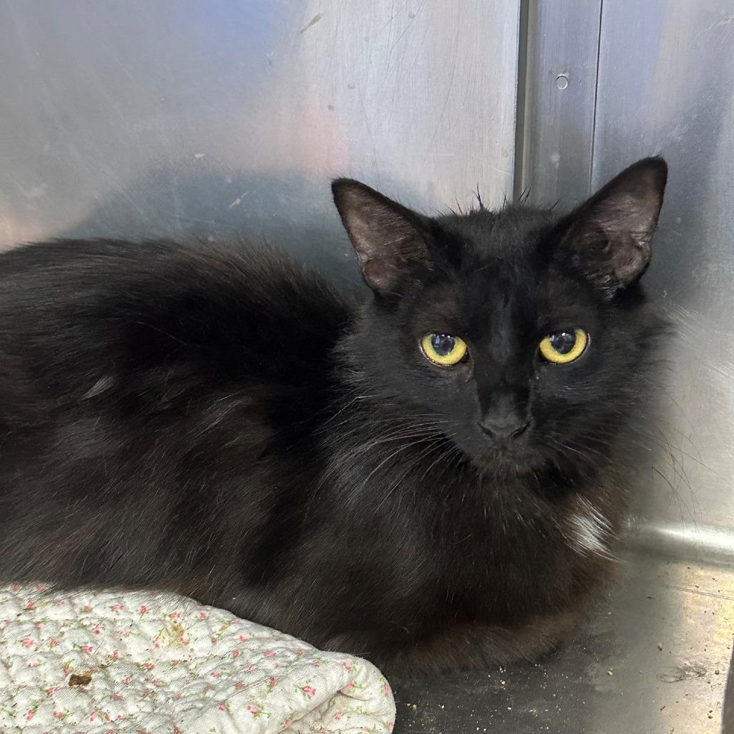 Enlarge Lexi, a Adoptable Domestic Medium Hair in Coos Bay, OR image 1/1