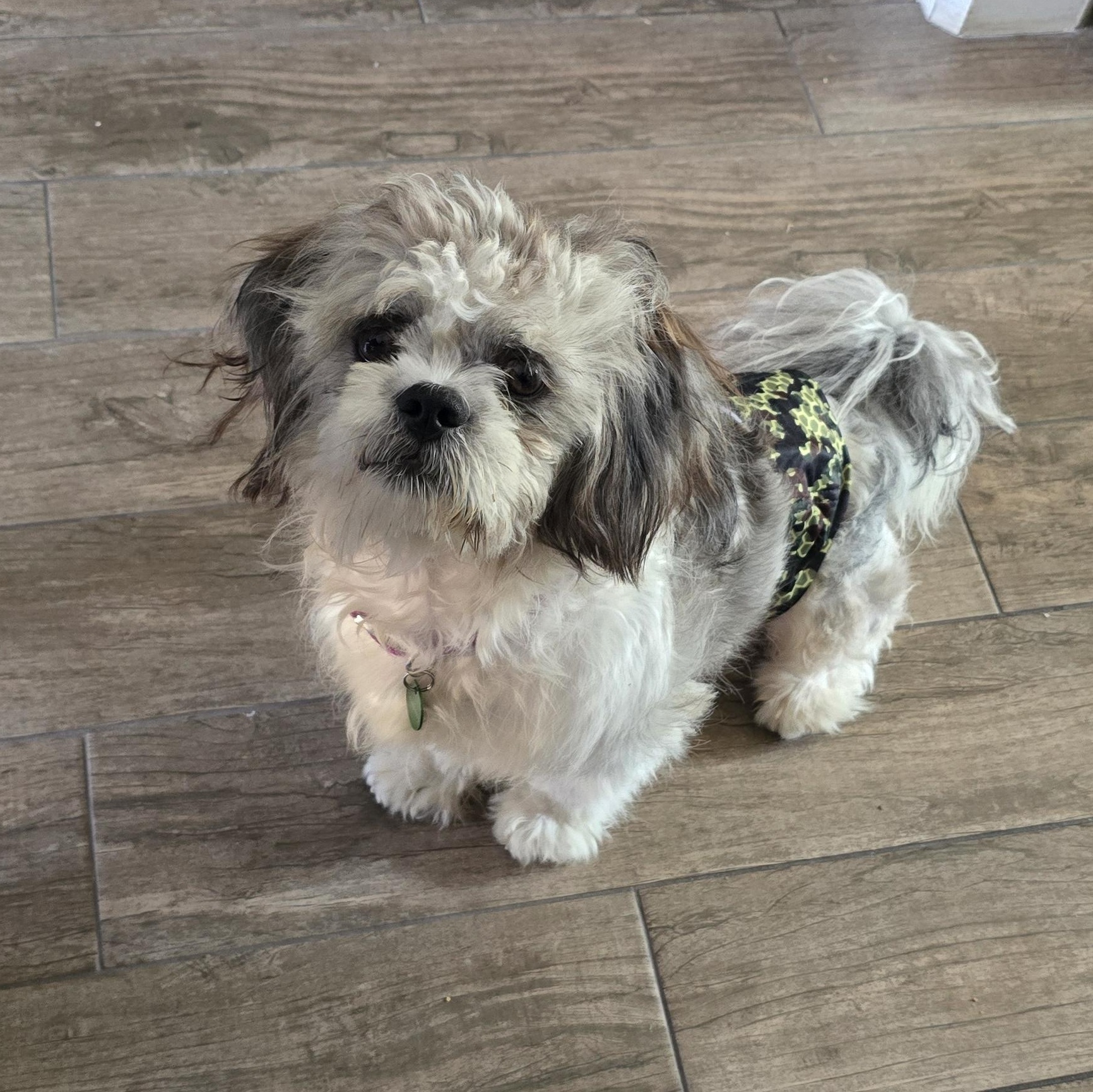 Gizmo, Adoptable, Young Male Shih Tzu & Lhasa Apso.