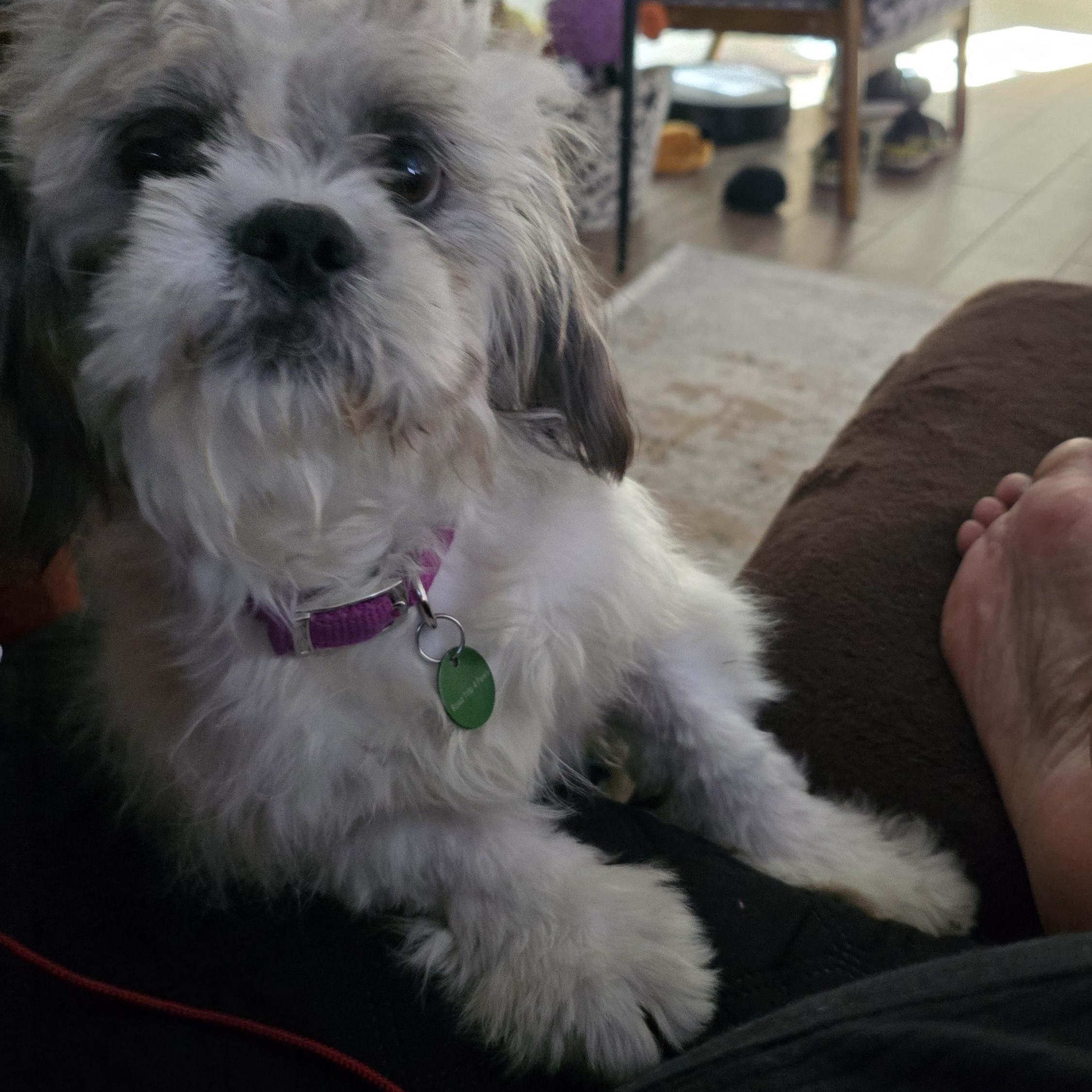 Enlarge Gizmo, a Adoptable mixed breed in Coppell, TX image 3/3