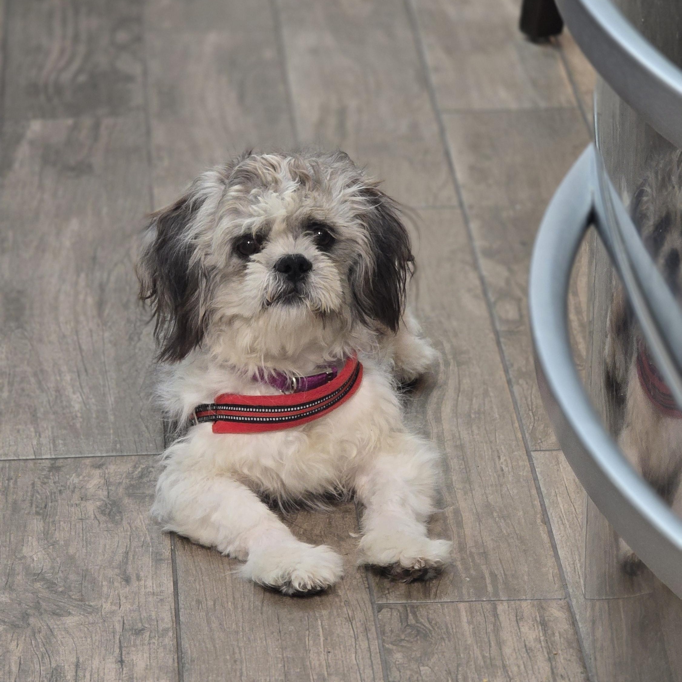 Enlarge Gizmo, a Adoptable mixed breed in Coppell, TX image 2/3