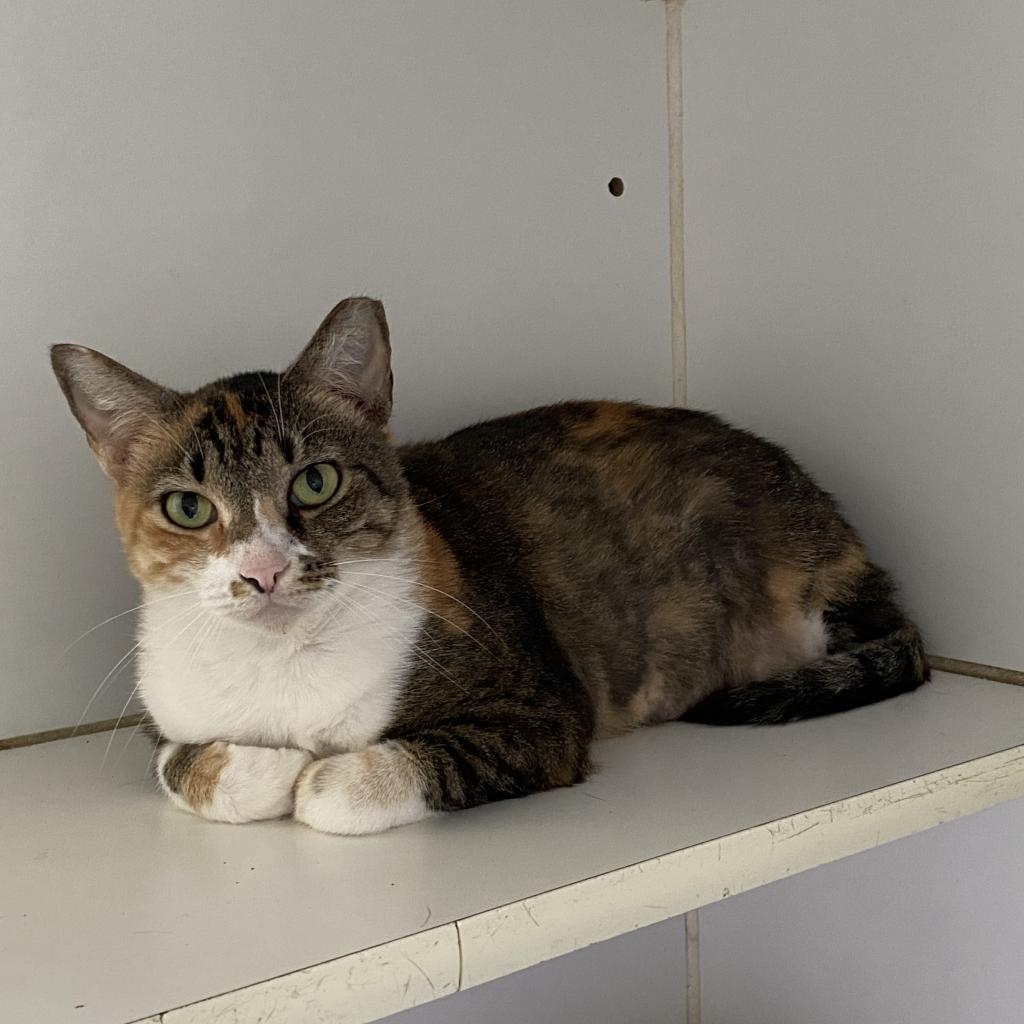 Enlarge Lula Bell, a Adoptable Domestic Short Hair in Sarasota, FL image 1/6