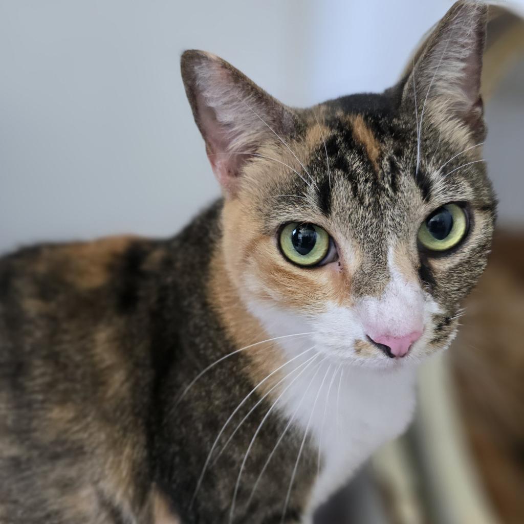 Enlarge Lula Bell, a Adoptable Domestic Short Hair in Sarasota, FL image 2/6