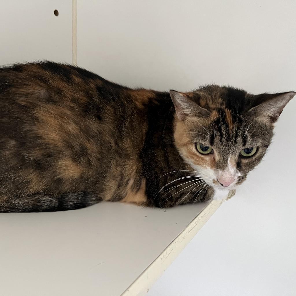 Enlarge Lula Bell, a Adoptable Domestic Short Hair in Sarasota, FL image 4/6