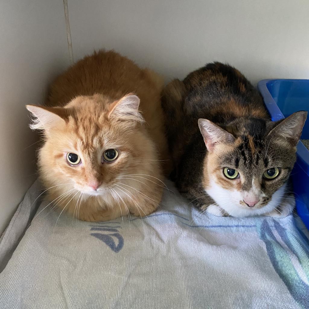 Enlarge Lula Bell, a Adoptable Domestic Short Hair in Sarasota, FL image 5/6