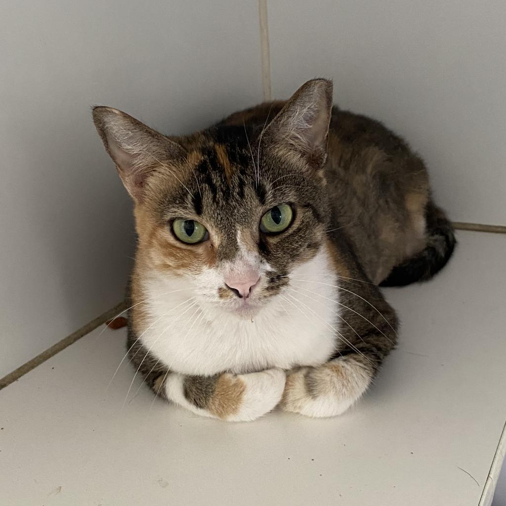 Enlarge Lula Bell, a Adoptable Domestic Short Hair in Sarasota, FL image 6/6