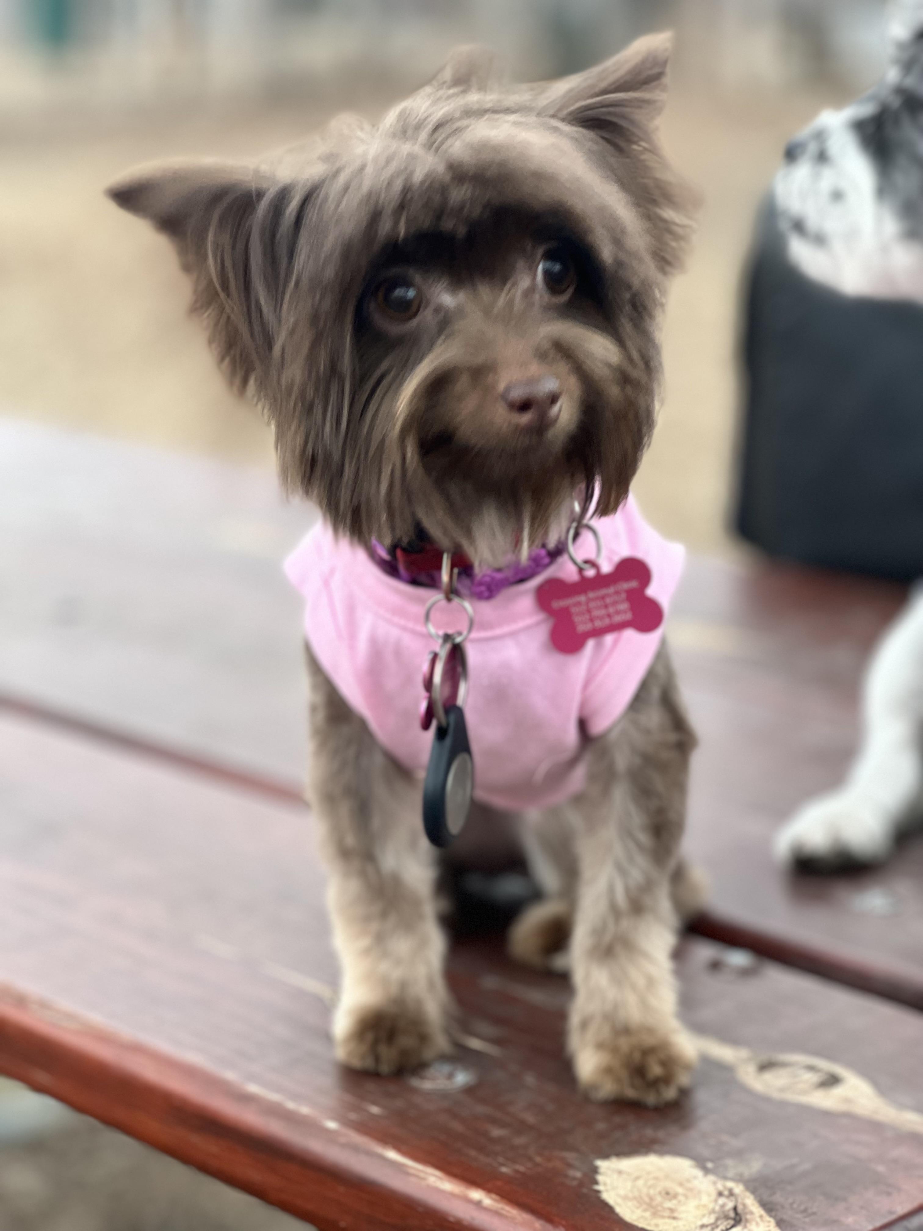 Coco, a ADOPTABLE mixed breed in Austin, TX image 1/6