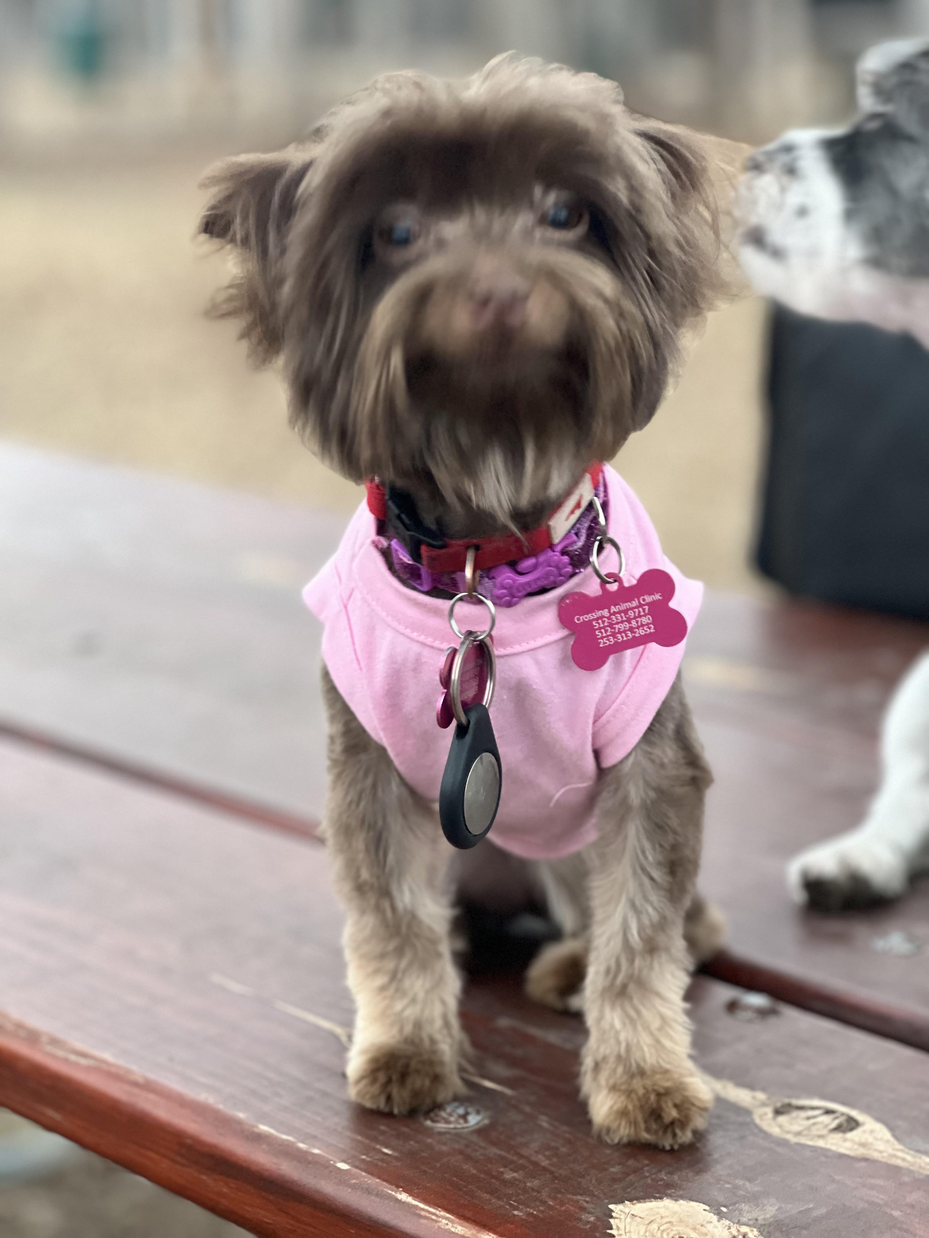 Coco, a ADOPTABLE mixed breed in Austin, TX image 5/6