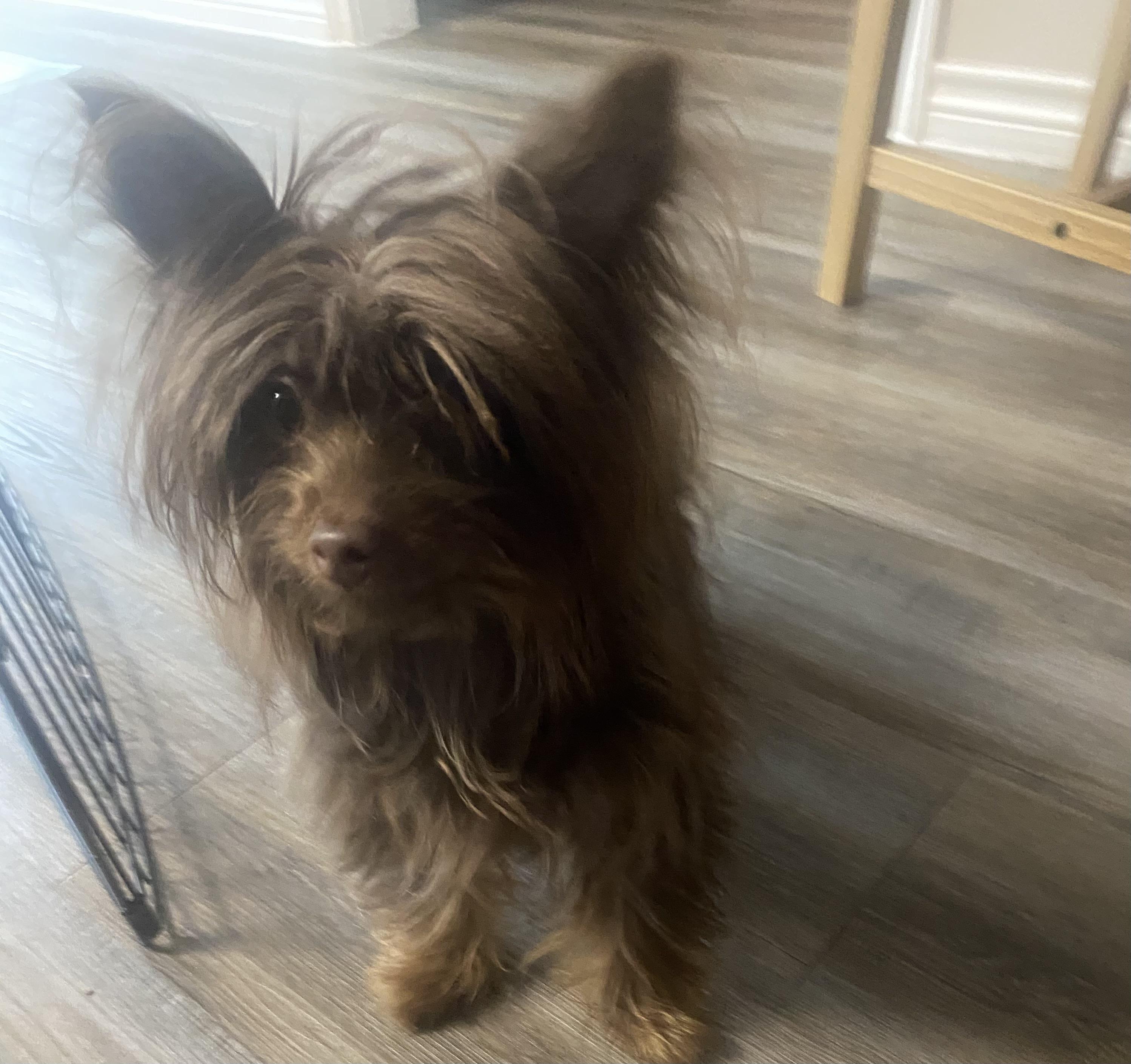 Coco, a ADOPTABLE mixed breed in Austin, TX image 2/6