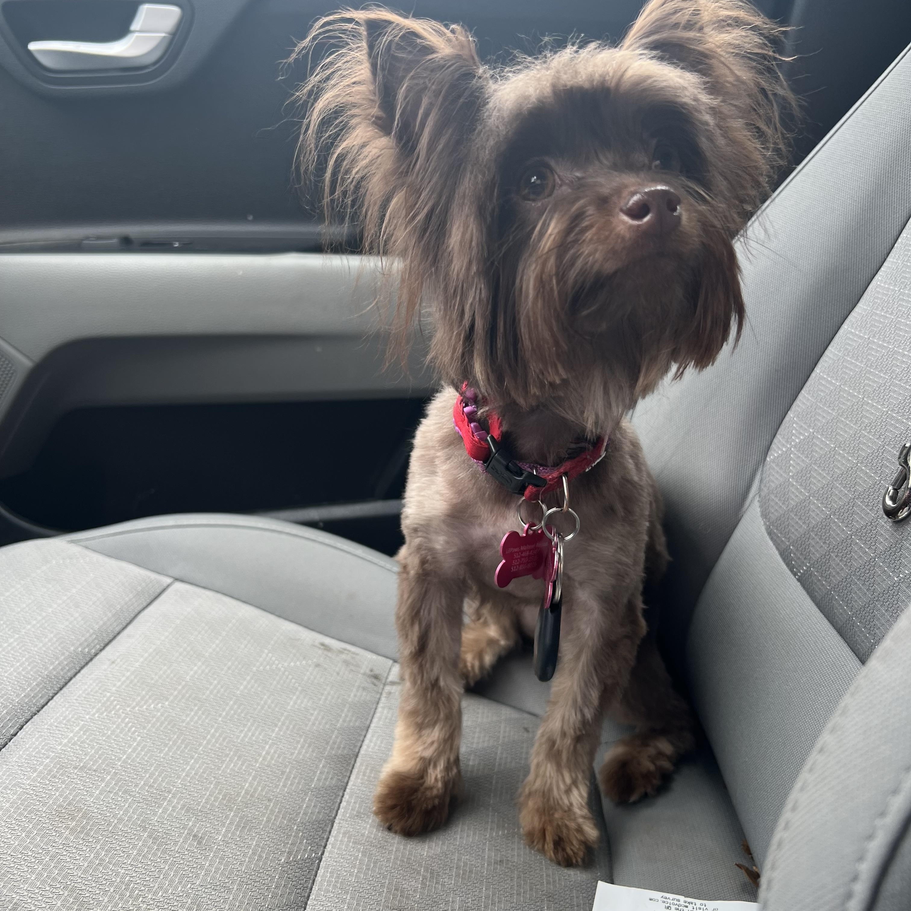 Coco, a ADOPTABLE mixed breed in Austin, TX image 6/6