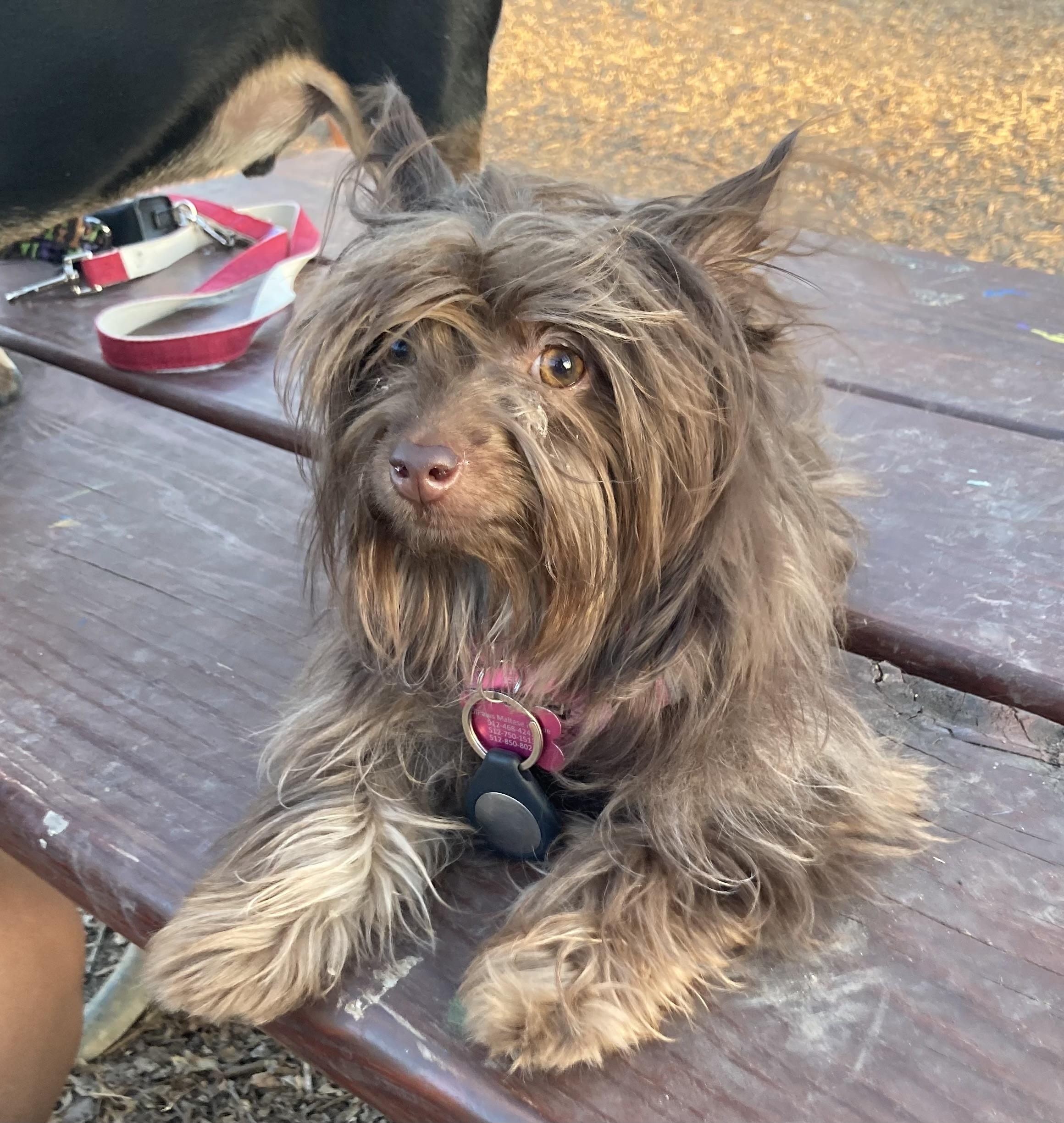 Coco, a ADOPTABLE mixed breed in Austin, TX image 3/6