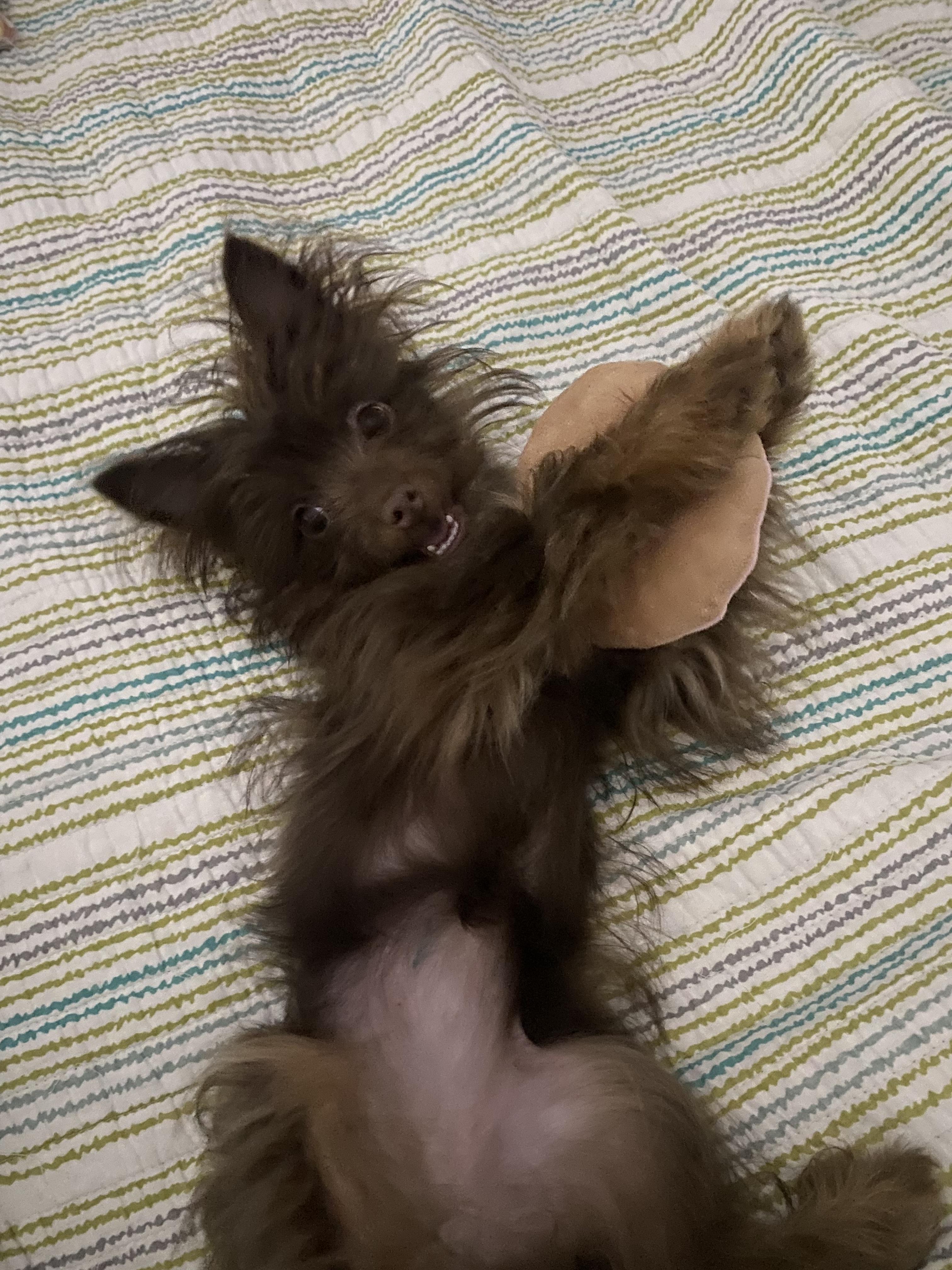 Coco, a ADOPTABLE mixed breed in Austin, TX image 4/6