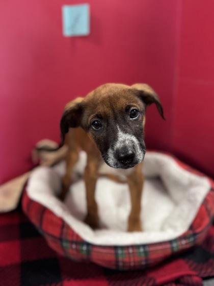 Enlarge Bruno, a Adoptable mixed breed in Houston, TX image 1/2