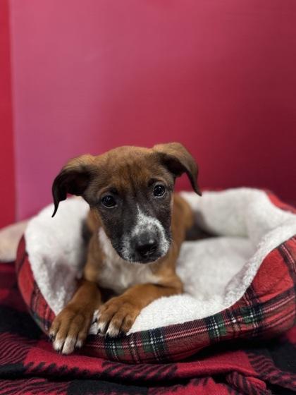 Enlarge Bruno, a Adoptable mixed breed in Houston, TX image 2/2