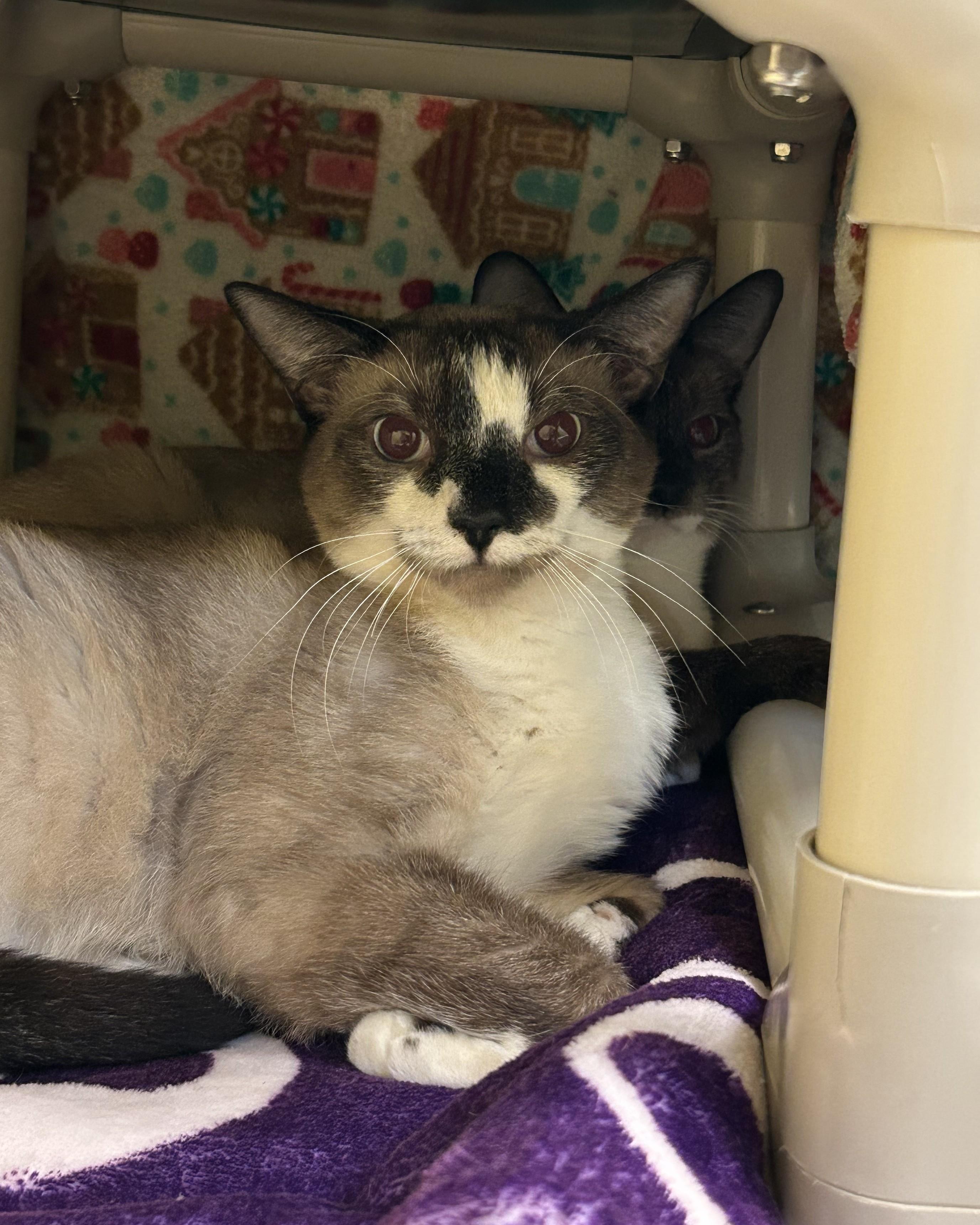 Stud, Adoptable, Adult Male Domestic Short Hair.