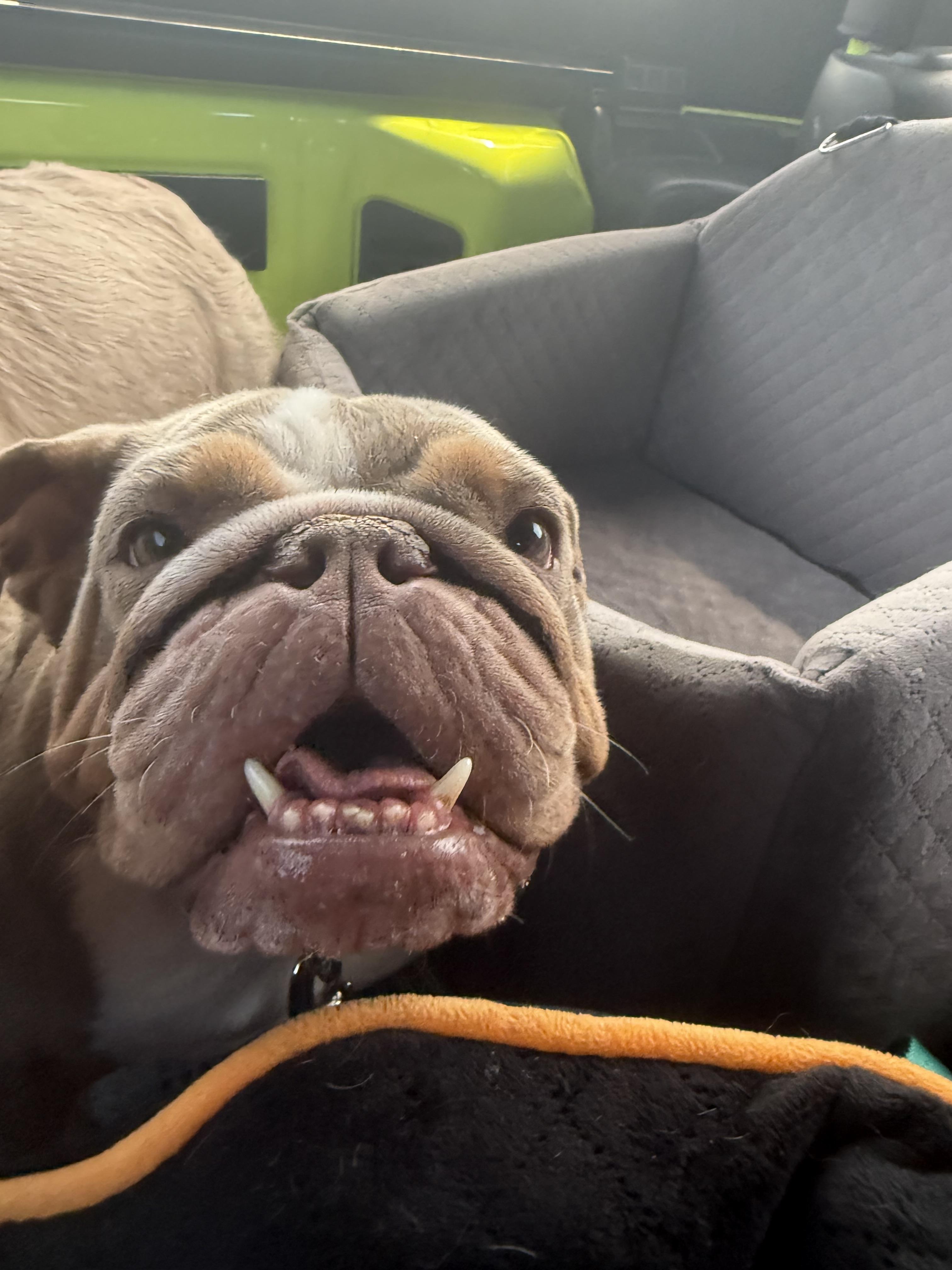 Muffin (shorty), Adoptable, Adult Female English Bulldog.