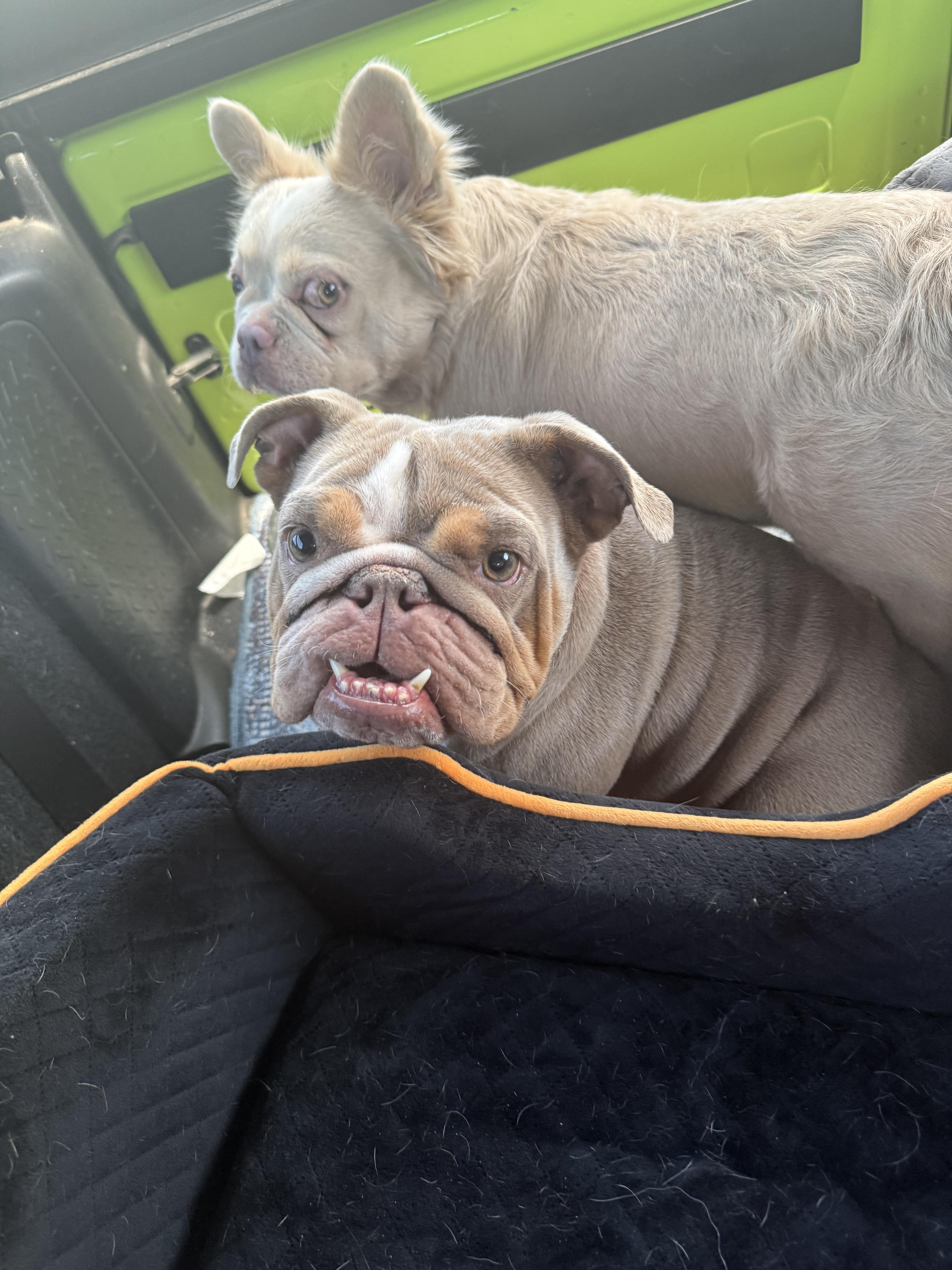 Enlarge Muffin (shorty), a Adoptable English Bulldog in PALM BAY, FL image 2/3