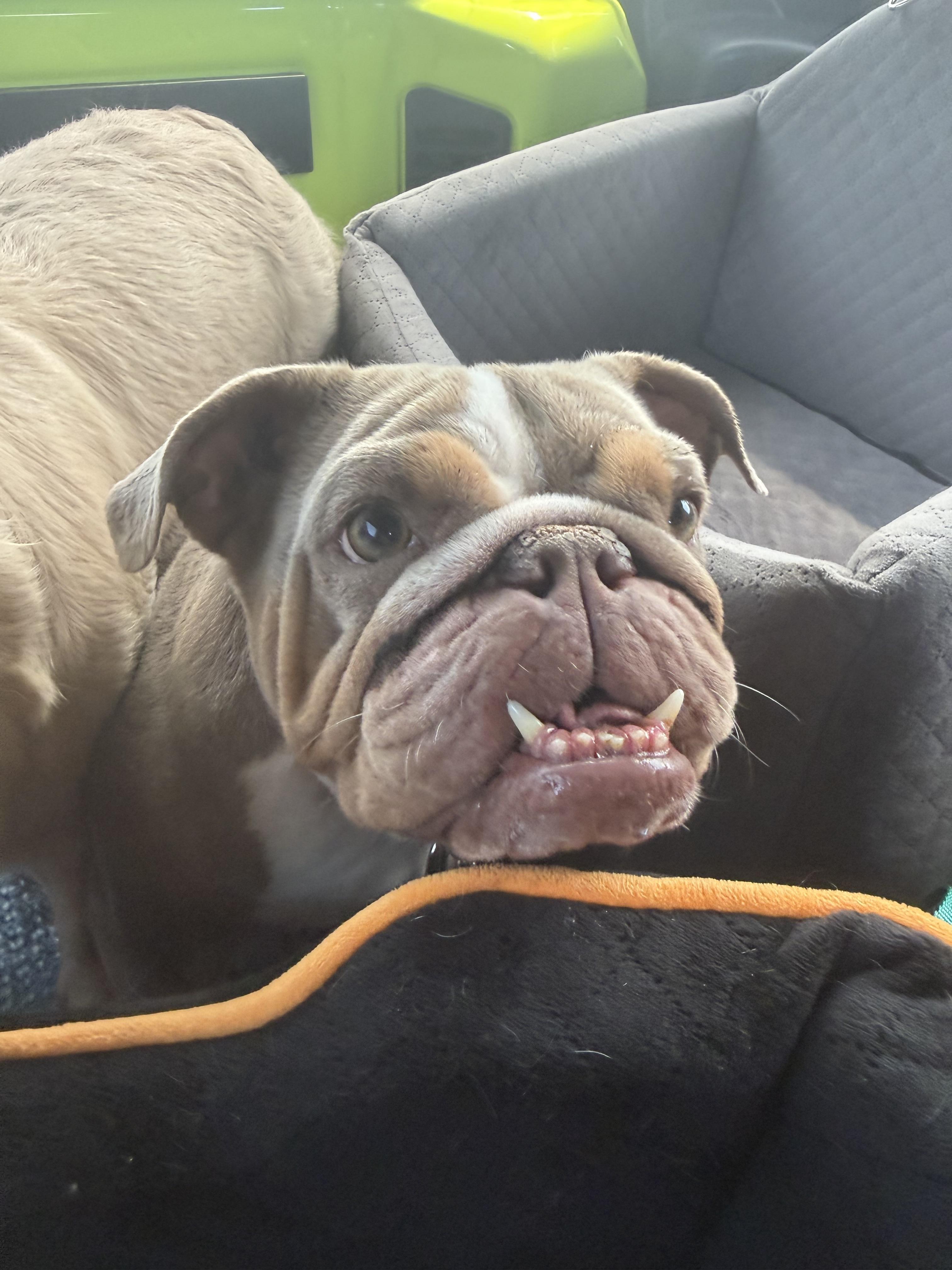 Enlarge Muffin (shorty), a Adoptable English Bulldog in PALM BAY, FL image 3/3