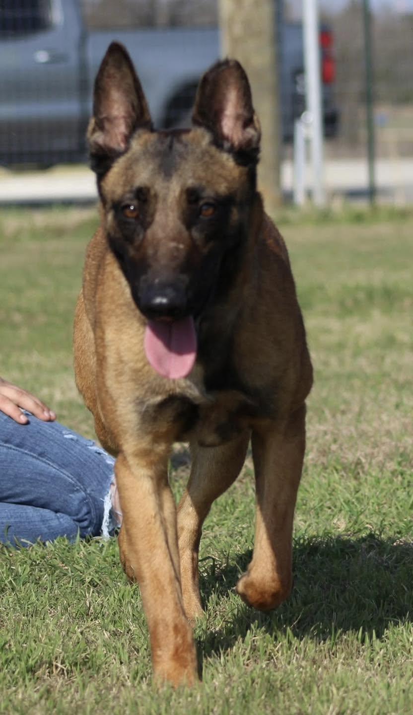 Aura, Adoptable, Adult Female Belgian Shepherd / Malinois.