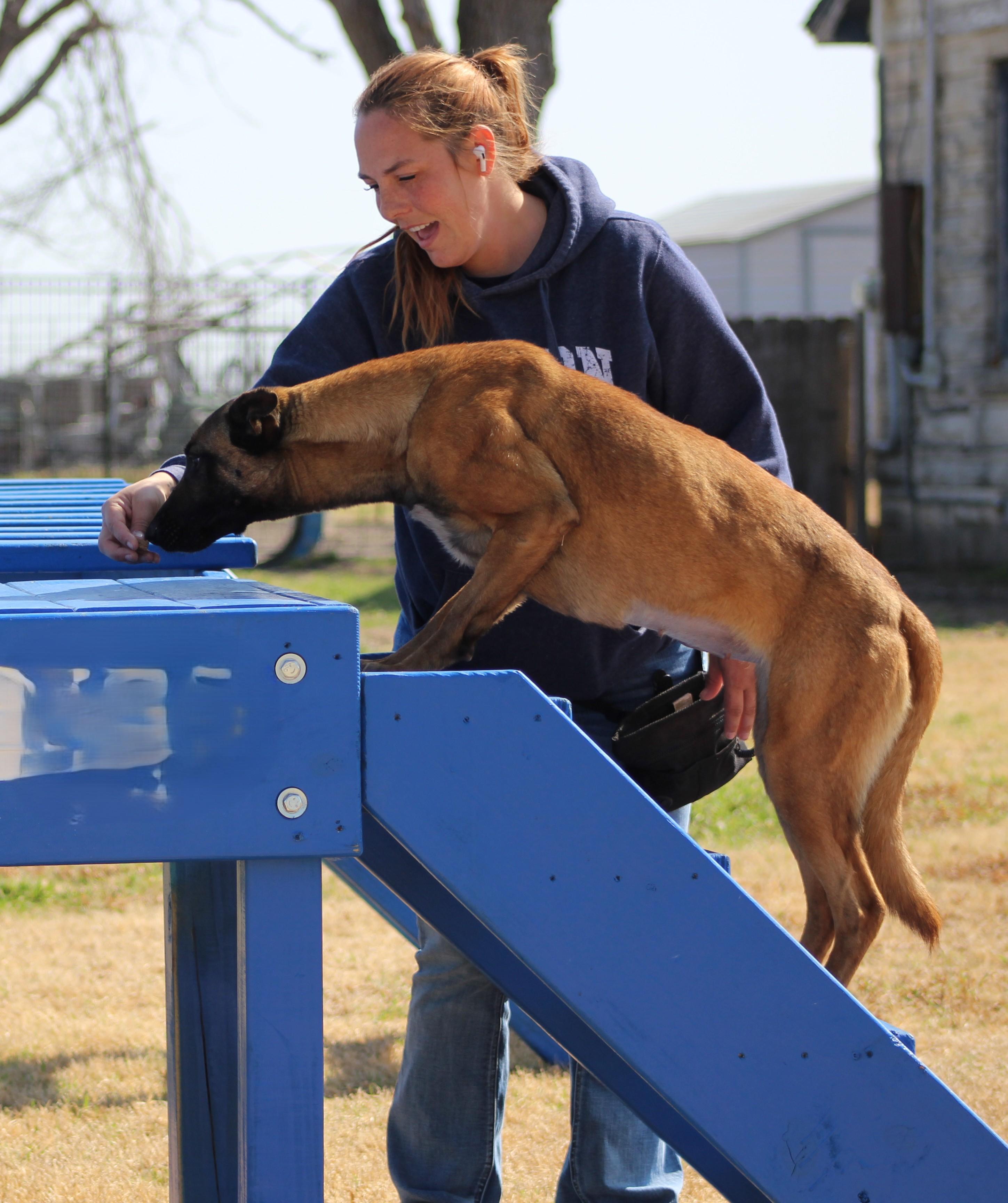 Enlarge Aura, a Adoptable Belgian Shepherd / Malinois in Temple, TX image 3/6