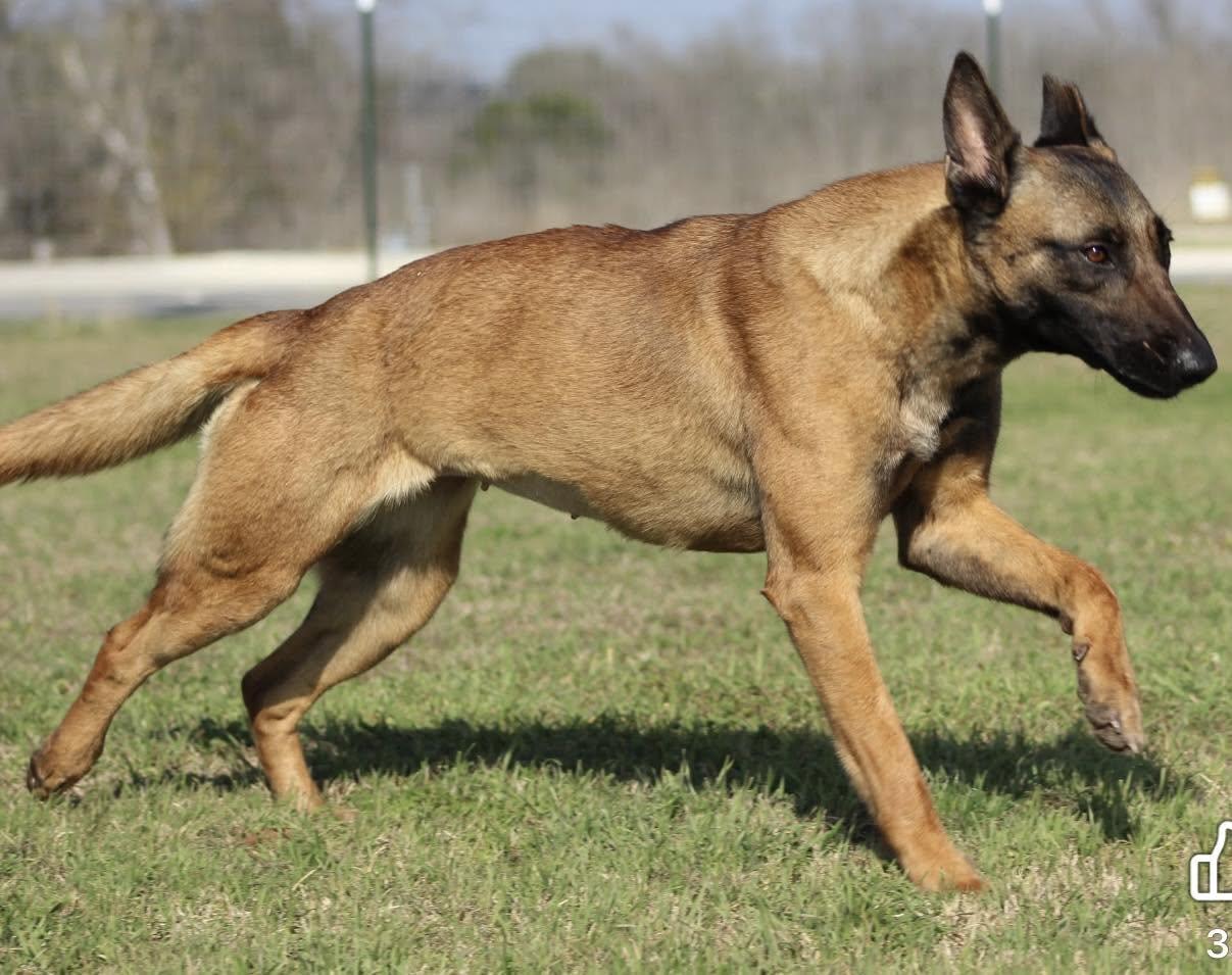 Enlarge Aura, a Adoptable Belgian Shepherd / Malinois in Temple, TX image 5/6