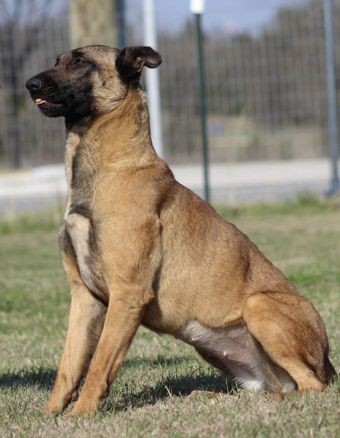 Enlarge Aura, a Adoptable Belgian Shepherd / Malinois in Temple, TX image 4/6