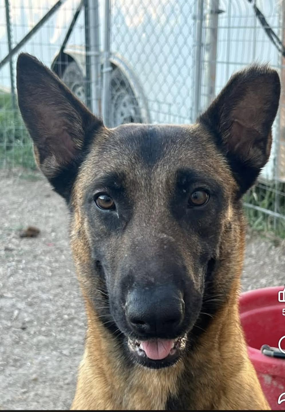 Enlarge Aura, a Adoptable Belgian Shepherd / Malinois in Temple, TX image 2/6