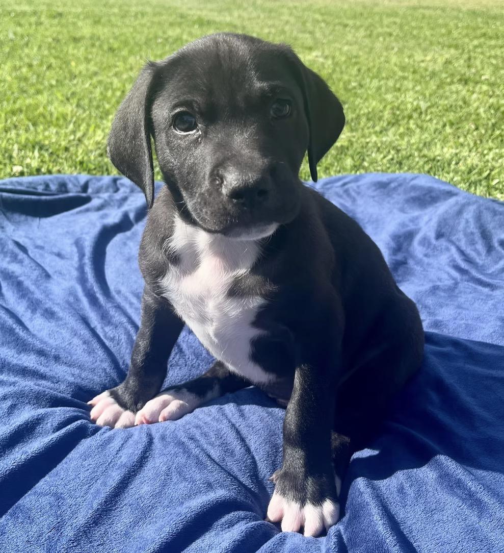 Caterpillar , ADOPTABLE, Puppy Male Chocolate Labrador Retriever.
